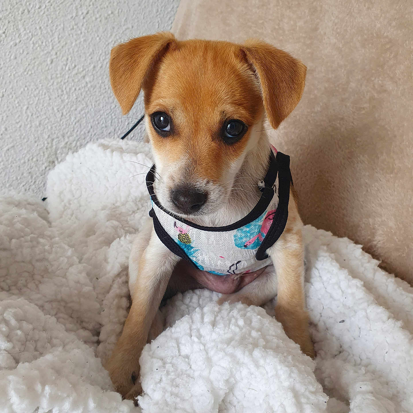 Ulius participe au concours pour gagner de l'argent avec cette photo : adorable, animal, brown_dog, closeup, companion, cozy, cute, dog, domestic_animal, fluffy_blanket, furry, harness, indoor, pet, puppy, sitting, small_dog, soft_texture, white_blanket, young_dog