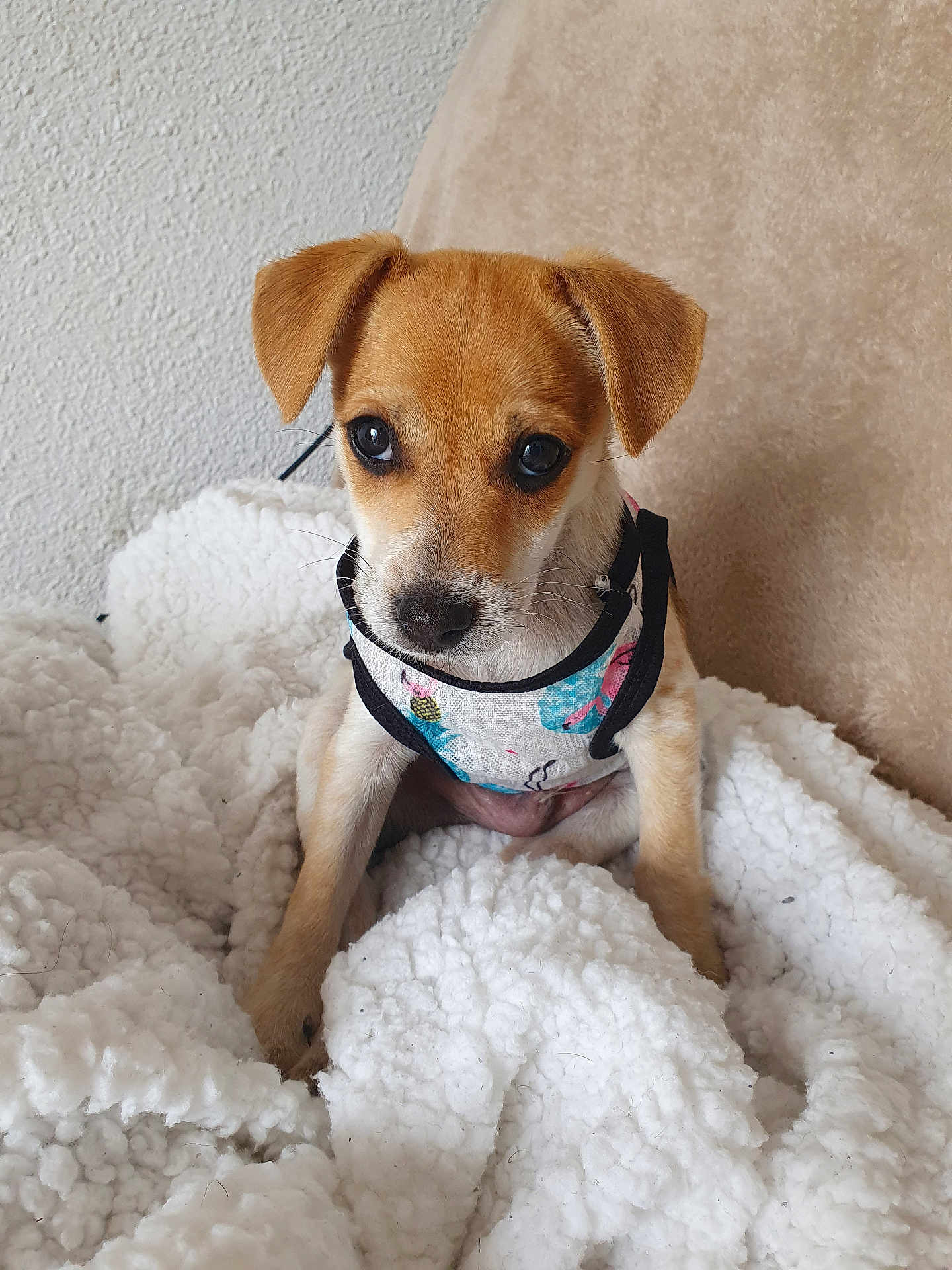 Ulius participe au concours pour gagner de l'argent avec cette photo : adorable, animal, brown_dog, closeup, companion, cozy, cute, dog, domestic_animal, fluffy_blanket, furry, harness, indoor, pet, puppy, sitting, small_dog, soft_texture, white_blanket, young_dog
