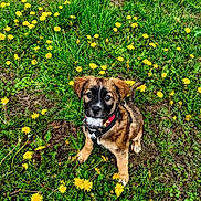 Dell joined the competition — help win amazing prizes! puppy, dog, grass, dandelion, flower, nature, outdoor, greenery, cute, pet, animal, young_dog, sitting, collar, field, spring, yellow, fur, eyes, background