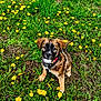 puppy, dog, grass, dandelion, flower, nature, outdoor, greenery, cute, pet, animal, young_dog, sitting, collar, field, spring, yellow, fur, eyes, background