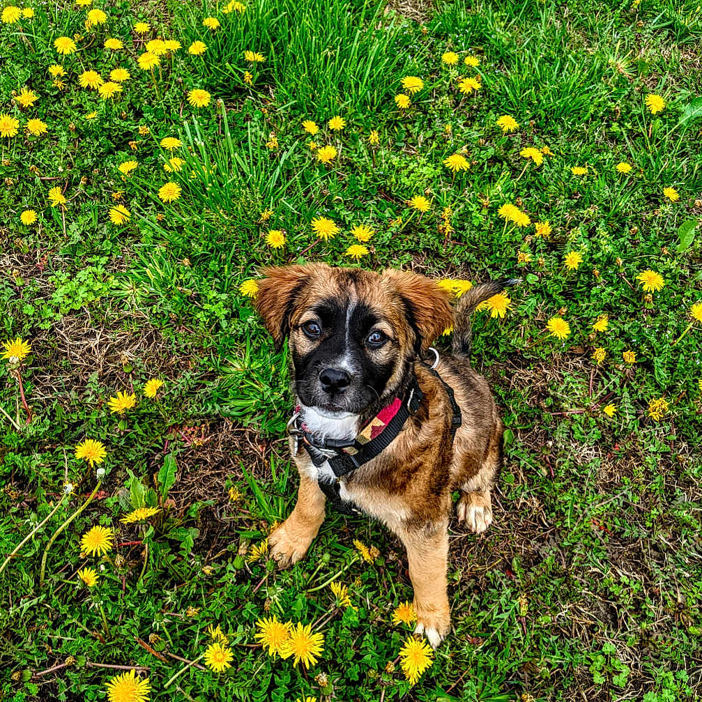 Dell joined the competition — help win amazing prizes! animal, background, collar, cute, dandelion, dog, eyes, field, flower, fur, grass, greenery, nature, outdoor, pet, puppy, sitting, spring, yellow, young_dog