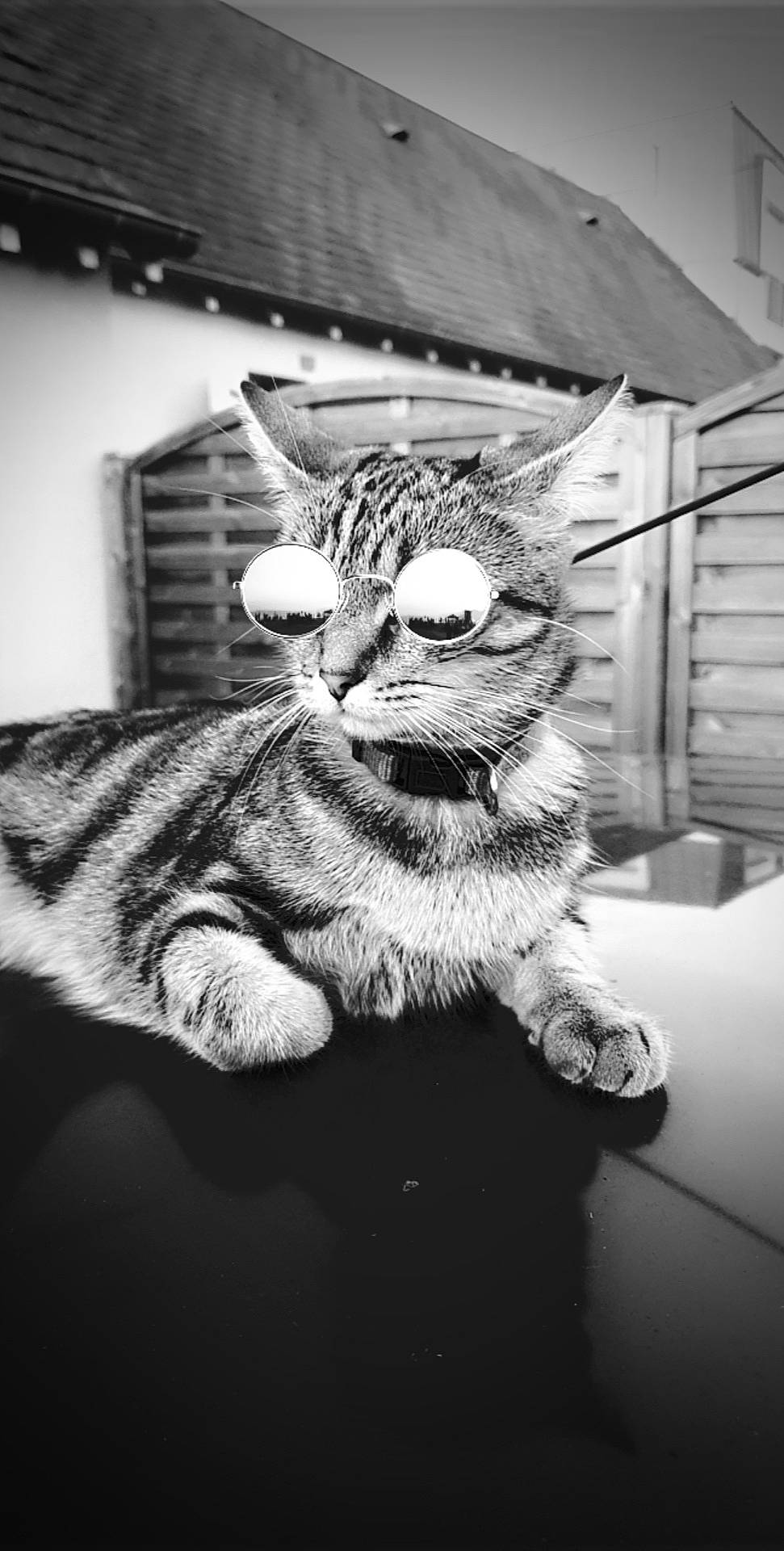 Naboo participe au concours pour gagner de l'argent avec cette photo : asian, black_and_white, carnivore, cat, domestic_short_haired_cat, dragon_li, european_shorthair, eye, facial_expression, felidae, fur, monochrome, nose, organ, small_to_medium_sized_cats, snapshot, snout, tabby_cat, whiskers, white