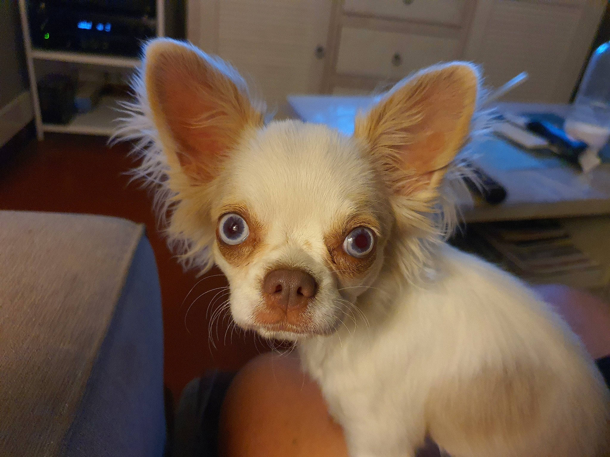 Pandora a rejoint le concours — aidez-le/la à gagner de superbes lots ! analog_television, canidae, carnivore, chihuahua, companion_dog, corgi_chihuahua, dog, dog_breed, ear, fawn, fur, home_appliance, liver, snout, sporting_group, television, terrestrial_animal, toy_dog, whiskers, working_animal