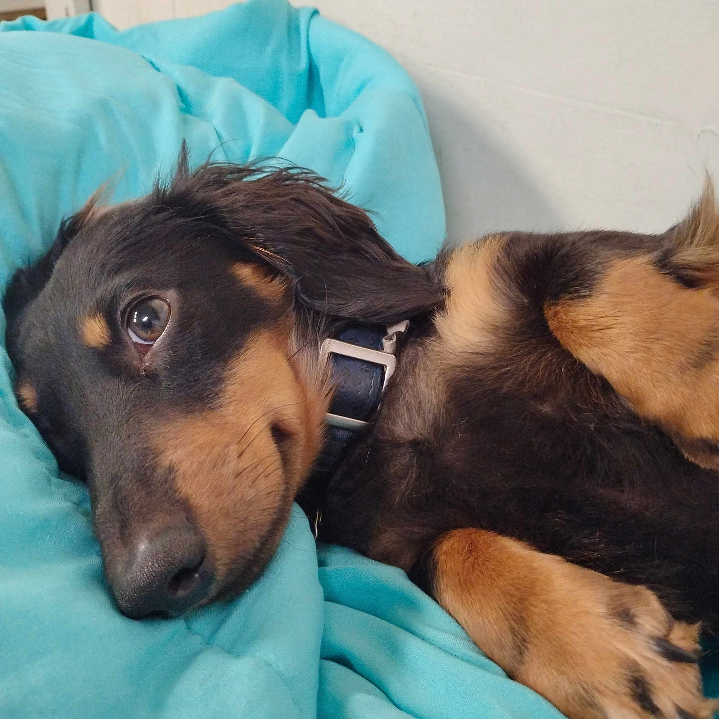 Chance joined the competition — help win amazing prizes! accessories, animal, bed, bedroom, blanket, canine, collar, couch, cushion, dog, furniture, homedecor, hound, indoors, linen, person, pet, puppy, room, sleeping