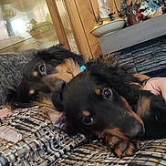 Chance And Hope joined the competition — help win amazing prizes! dog, pets, indoor, couch, patterned_fabric, snuggling, wood_paneling, decor, cabinet, animal, fur, close_up, resting, companion, cozy, domestic, eyes, relaxed, friendship, home