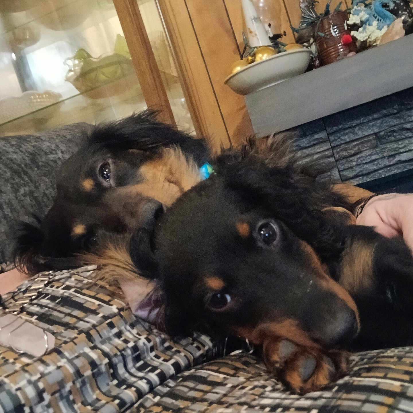 Chance And Hope joined the competition — help win amazing prizes! dog, pets, indoor, couch, patterned_fabric, snuggling, wood_paneling, decor, cabinet, animal, fur, close_up, resting, companion, cozy, domestic, eyes, relaxed, friendship, home