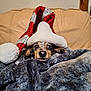 Diva is registered to the contest to win money with this photo: dog, blanket, santa_hat, couch, indoor, pet, fur, cozy, holiday, festive, cute, animal, relaxing, face, ears, warm, soft, resting, home, christmas