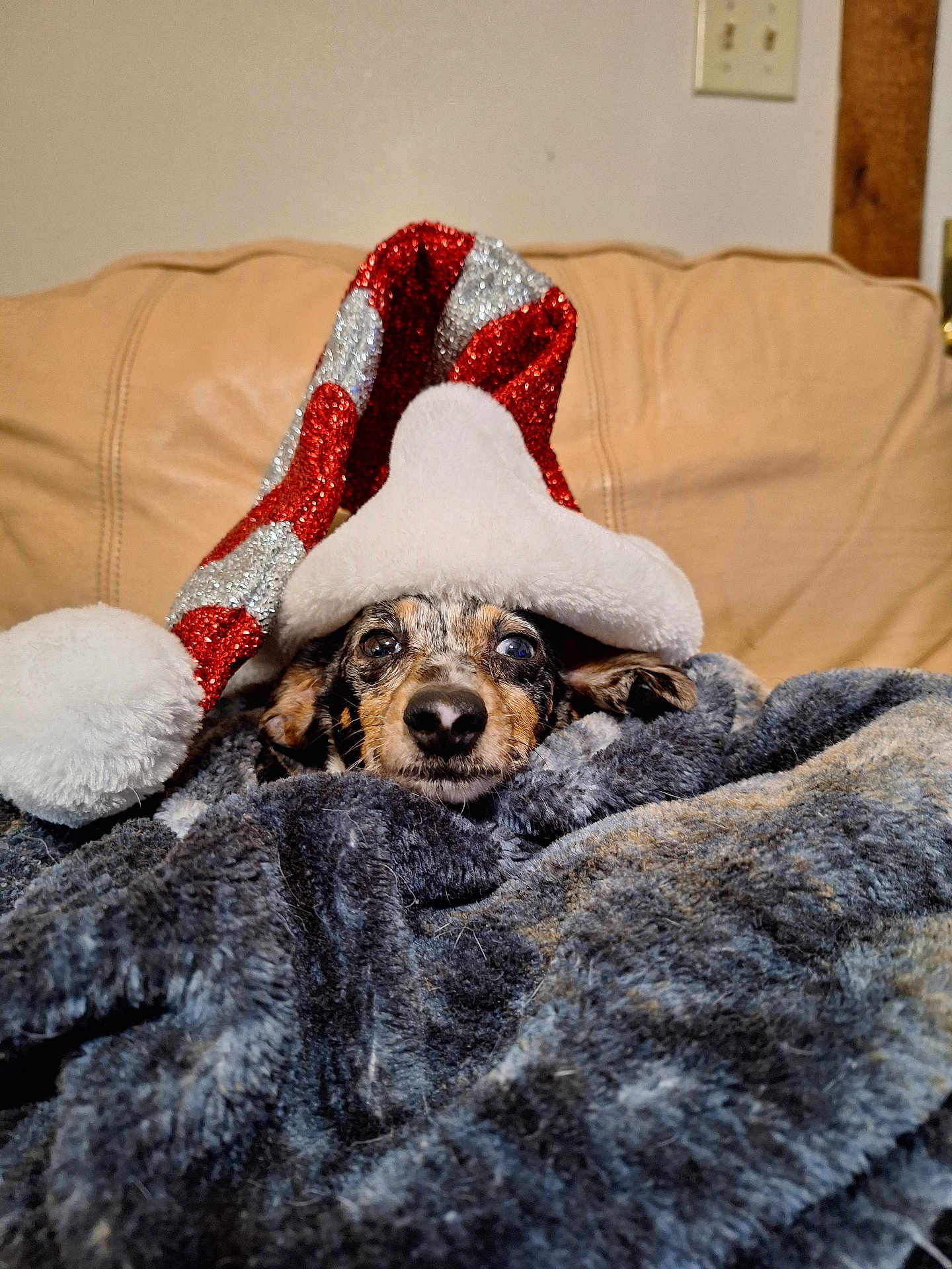 Diva is registered to the contest to win money with this photo: dog, blanket, santa_hat, couch, indoor, pet, fur, cozy, holiday, festive, cute, animal, relaxing, face, ears, warm, soft, resting, home, christmas