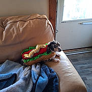 Diva joined the competition — help win amazing prizes! dog, dachshund, costume, hot_dog_costume, leather_couch, blanket, indoor, pet, side_view, floor, door, window, light, furniture, animal, cute, small_dog, brown, black, white