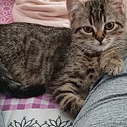 Zebu participe au concours pour gagner de l'argent avec cette photo : abyssinian, animal, bed, blanket, cat, chair, couch, cushion, egyptiancat, furniture, homedecor, kitten, linen, manx, person, pet, quilt, siamese, sleeping