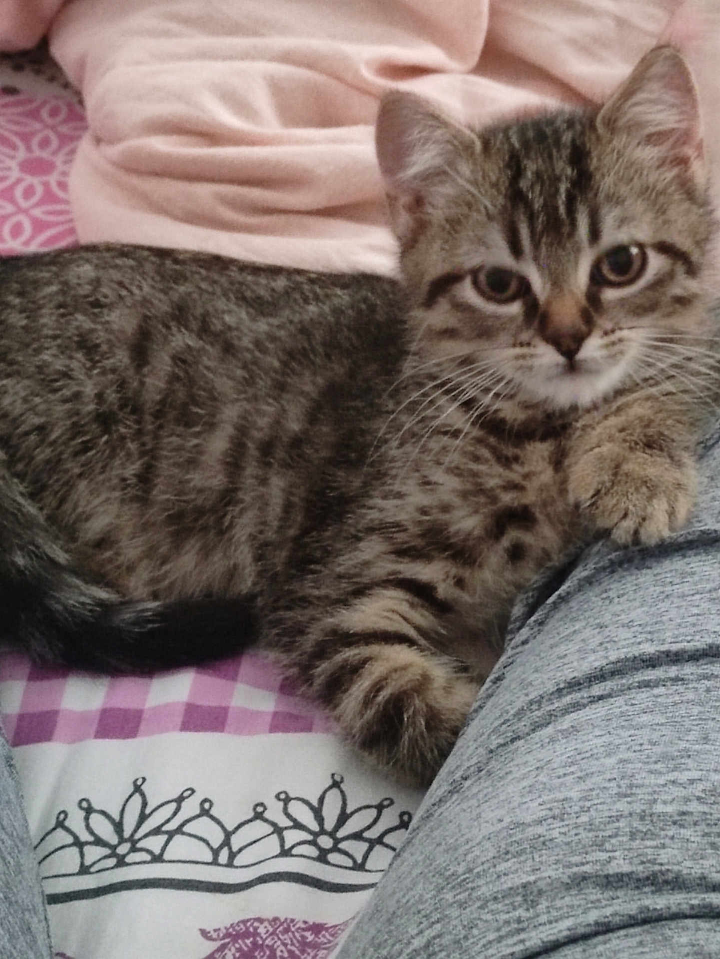 Zebu participe au concours pour gagner de l'argent avec cette photo : abyssinian, animal, bed, blanket, cat, chair, couch, cushion, egyptiancat, furniture, homedecor, kitten, linen, manx, person, pet, quilt, siamese, sleeping