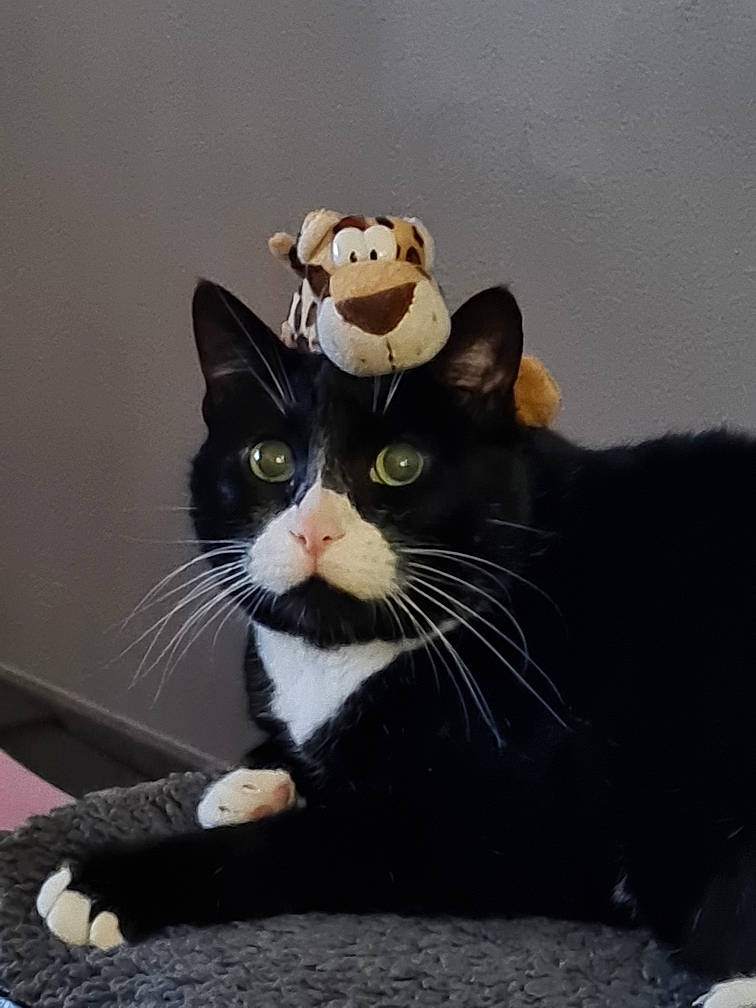 Jungle a rejoint le concours — aidez-le/la à gagner de superbes lots ! black_cat, carnivore, cat, domestic_short_haired_cat, felidae, fur, paw, sitting, small_to_medium_sized_cats, snout, tail, terrestrial_animal, whiskers