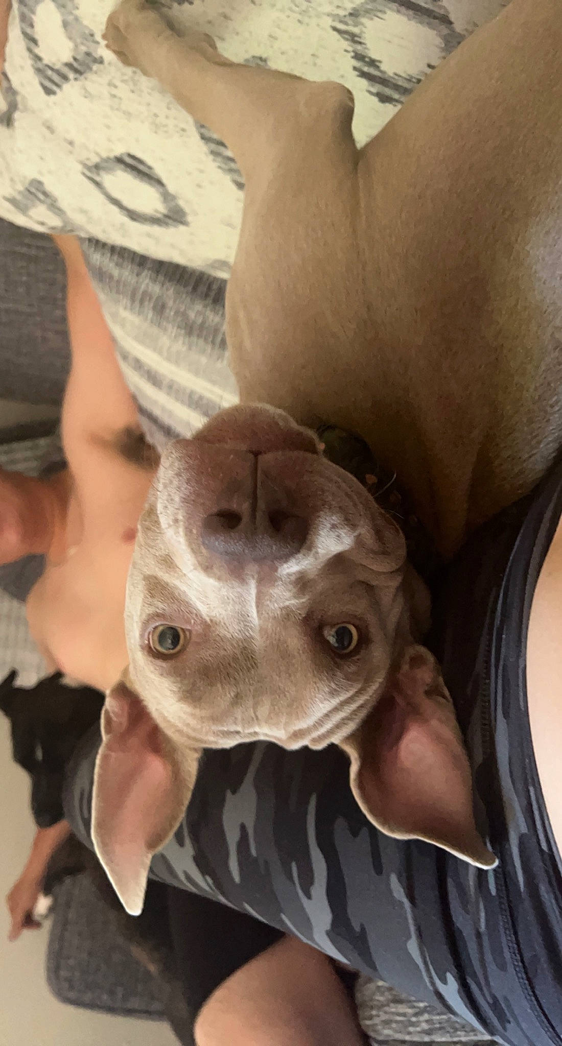 Kallie joined the competition — help win amazing prizes! canidae, chest, comfort, companion_dog, dog, dog_breed, ear, fawn, fun, gesture, grey, jaw, linens, neck, snout, sporting_group, sunglasses, whiskers, working_animal, wrinkle