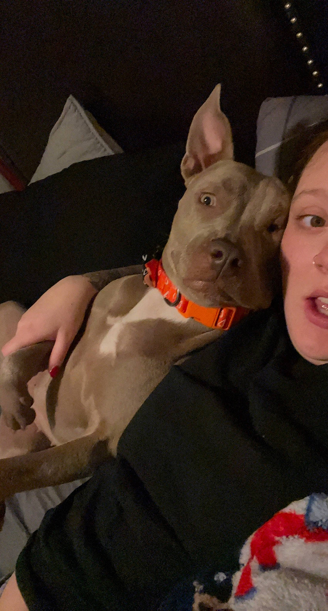 Kallie is registered to the contest to win money with this photo: bull_terrier, canidae, carmine, carnivore, collar, companion_dog, costume, costume_hat, dog, dog_breed, ear, fashion_accessory, fawn, gesture, guard_dog, hat, snout, suidae, whiskers, working_animal