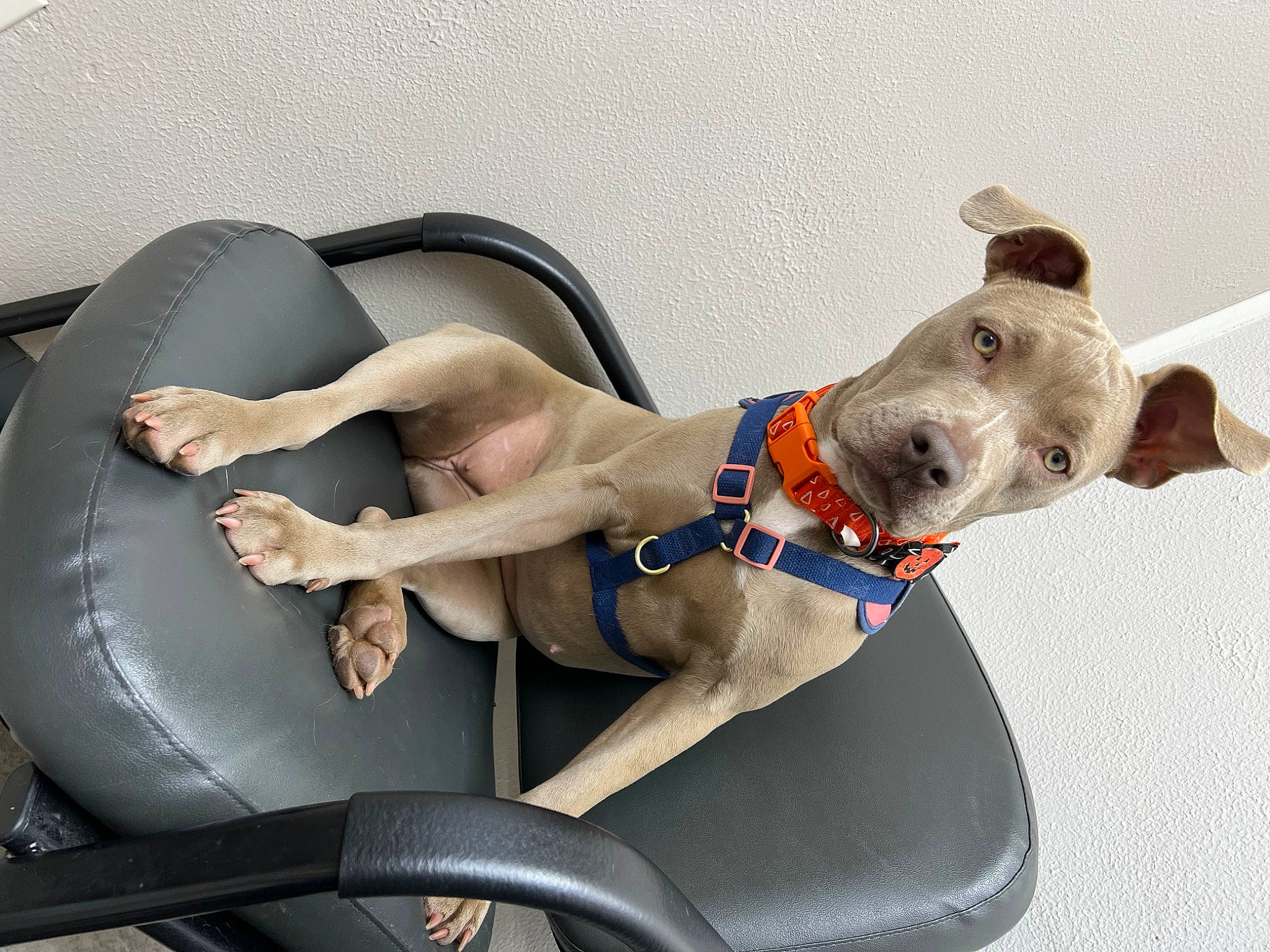 Kallie joined the competition — help win amazing prizes! armrest, auto_part, automotive_design, canidae, carnivore, collar, comfort, companion_dog, dog, dog_breed, dog_collar, dog_supply, fawn, human_leg, leash, pet_supply, sporting_group, thigh, vehicle_door, working_animal