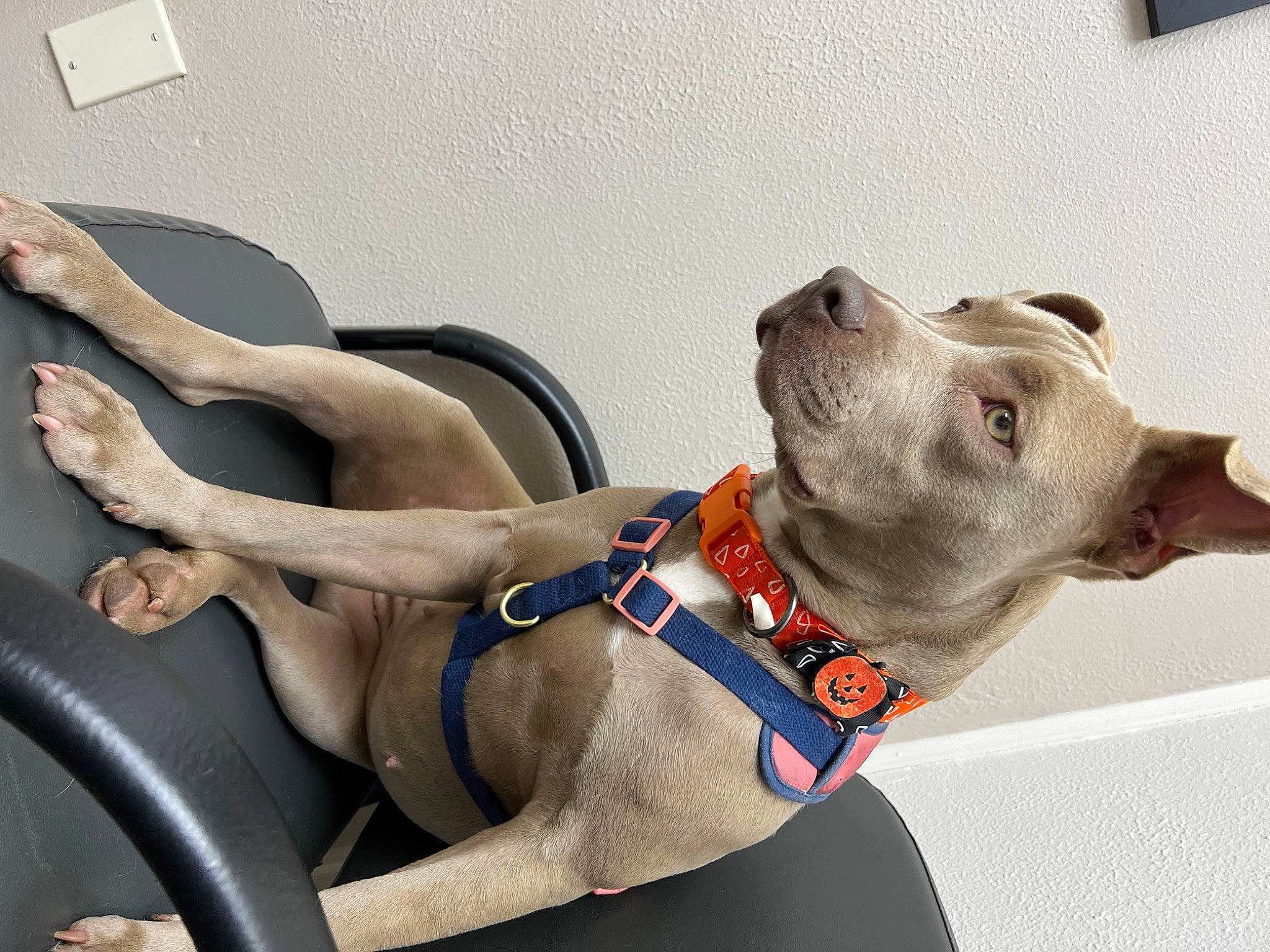 Kallie is registered to the contest to win money with this photo: art, canidae, carnivore, collar, companion_dog, dog, dog_breed, dog_collar, dog_supply, fawn, liver, metal, non_sporting_group, pet_supply, sculpture, snout, sporting_group, windshield, working_animal, working_dog