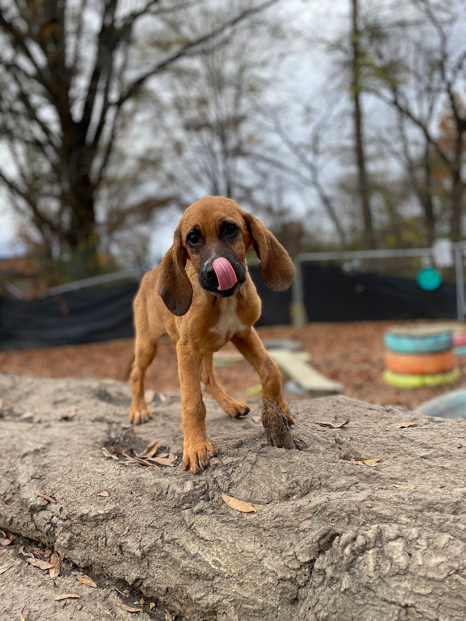 Mercury joined the competition — help win amazing prizes! canidae, carnivore, companion_dog, dog, dog_breed, dog_supply, fawn, gun_dog, hound, liver, paw, retriever, sky, snout, soil, sporting_group, tail, tree, wood, working_animal