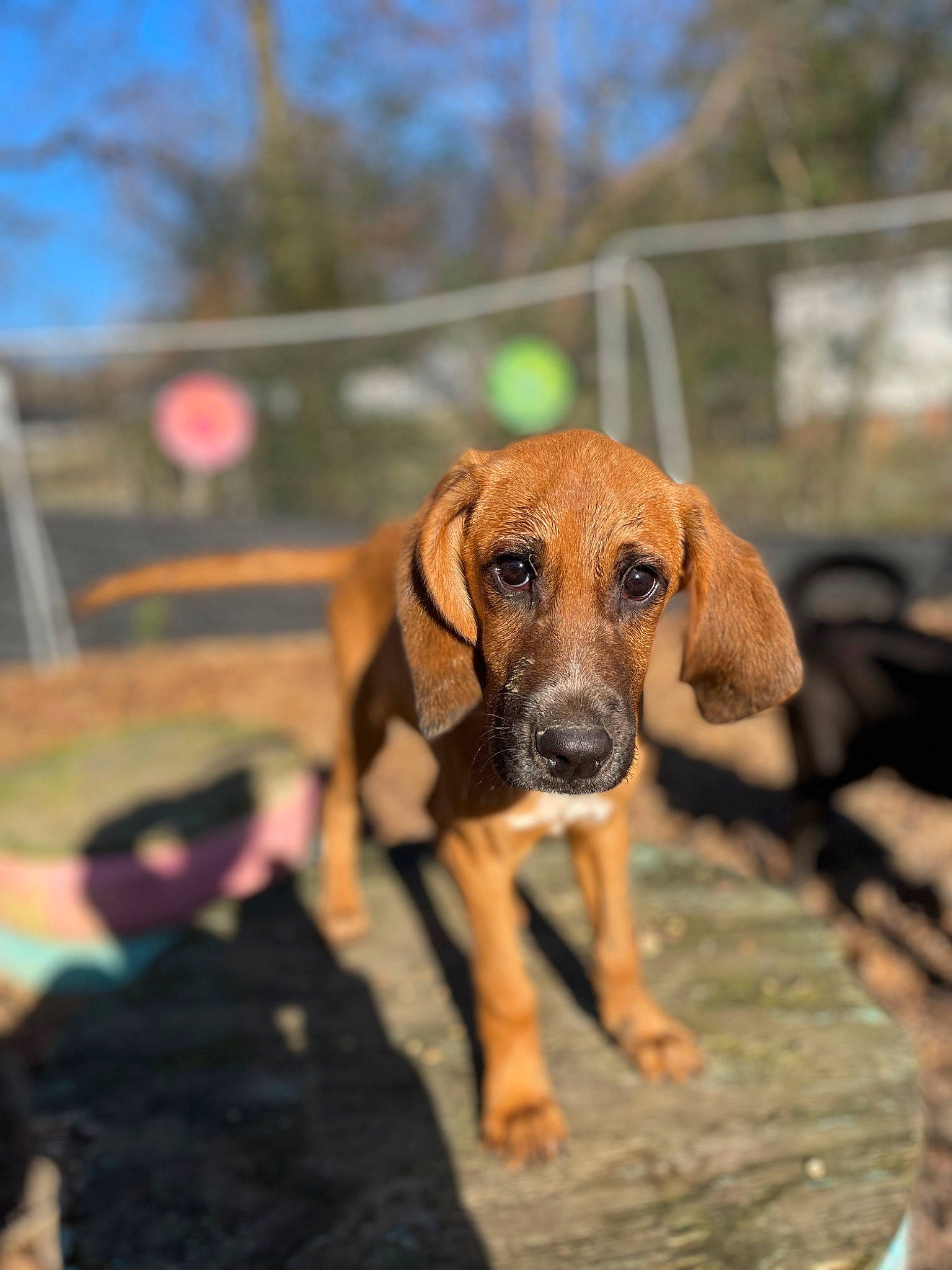 Mercury is registered to the contest to win money with this photo: canidae, carnivore, companion_dog, dog, dog_breed, fawn, gun_dog, hound, hunting_dog, liver, pet_supply, sky, terrestrial_animal, tree, wildlife, wood, working_animal, working_dog