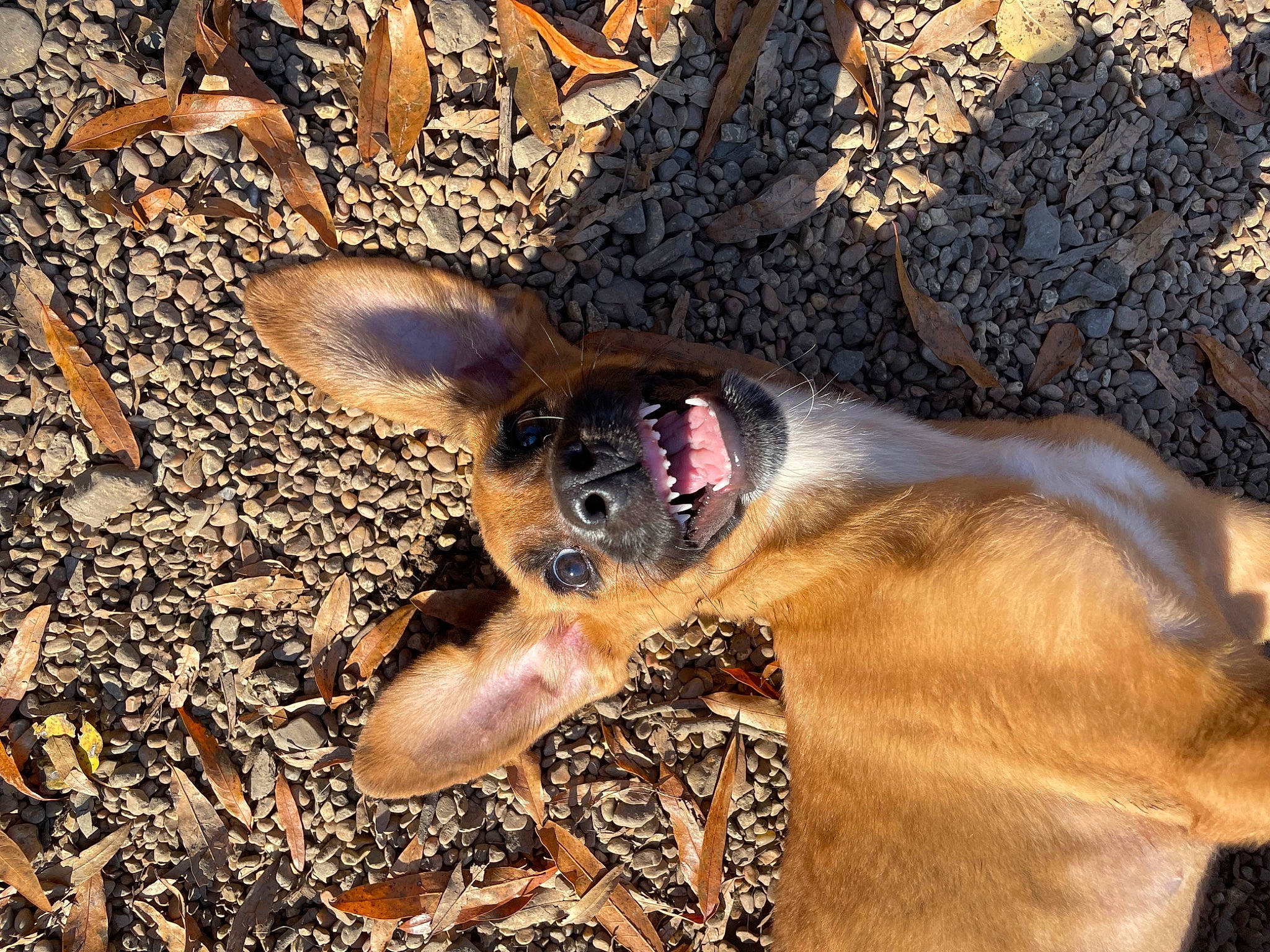 Mercury is registered to the contest to win money with this photo: carnivore, companion_dog, dog, dog_breed, fawn, fur, liver, mammal, paw, plant, snout, soil, sporting_group, sunglasses, terrestrial_animal, toy_dog, vertebrate, whiskers, wood, working_animal