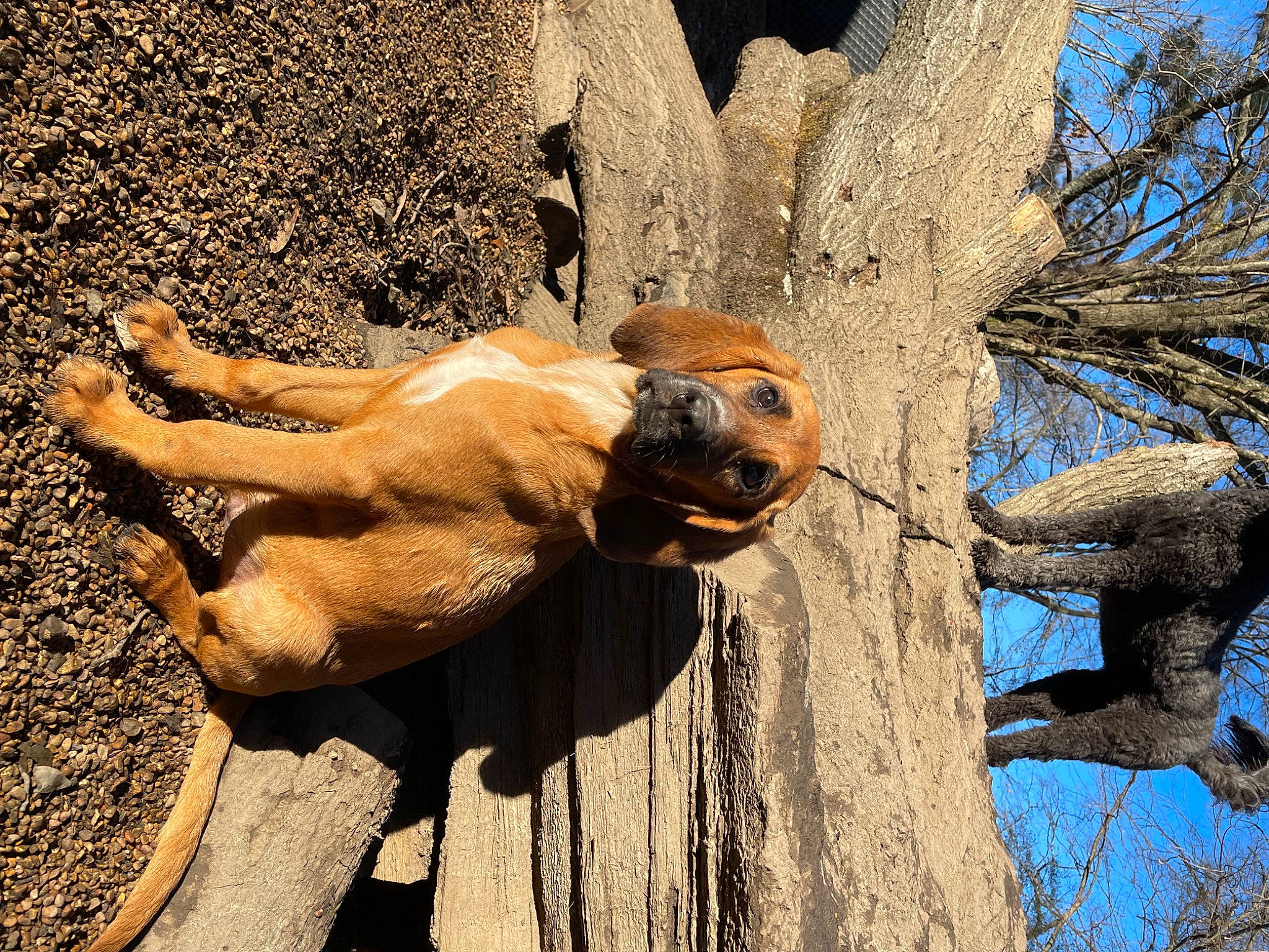 Mercury joined the competition — help win amazing prizes! adventure, art, canidae, fawn, landscape, plant, rock, sky, snout, sporting_group, sunglasses, tail, terrestrial_animal, tree, trunk, twig, wildlife, wood, working_animal