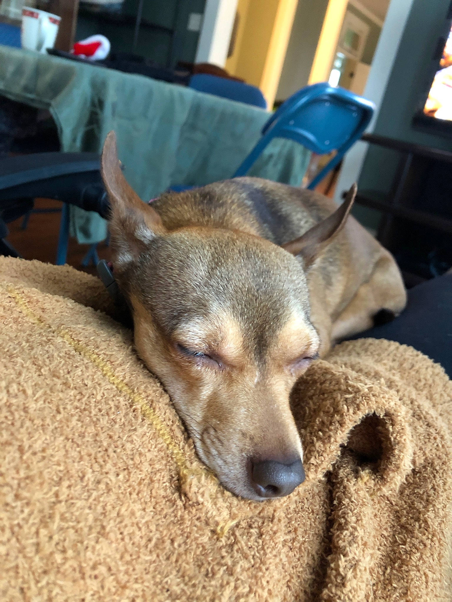 Piper joined the competition — help win amazing prizes! canidae, carnivore, dog, dog_breed, ear, fawn, feist, mammal, snout, sporting_group, vertebrate