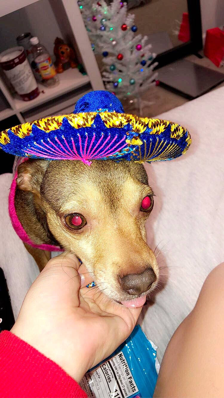 Piper joined the competition — help win amazing prizes! canidae, carnivore, companion_dog, dog, dog_breed, dog_clothes, ear, fawn, headgear, italian_greyhound, party_hat, toy_dog