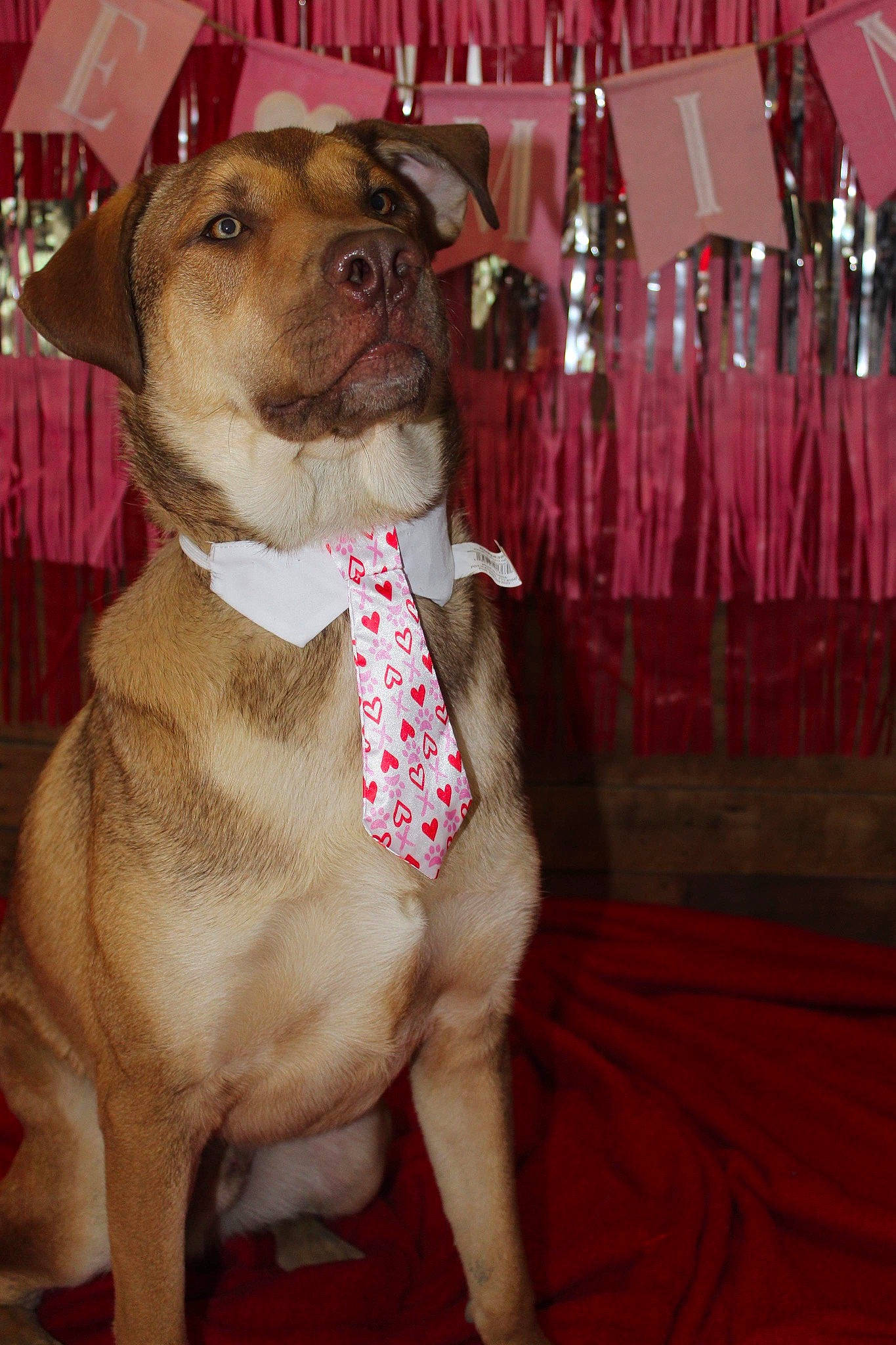 Mars is registered to the contest to win money with this photo: canidae, carnivore, collar, companion_dog, dog, dog_breed, dog_clothes, dog_collar, dog_supply, event, fawn, fur, leash, liver, pet_supply, snout, sporting_group, tie, whiskers, working_animal