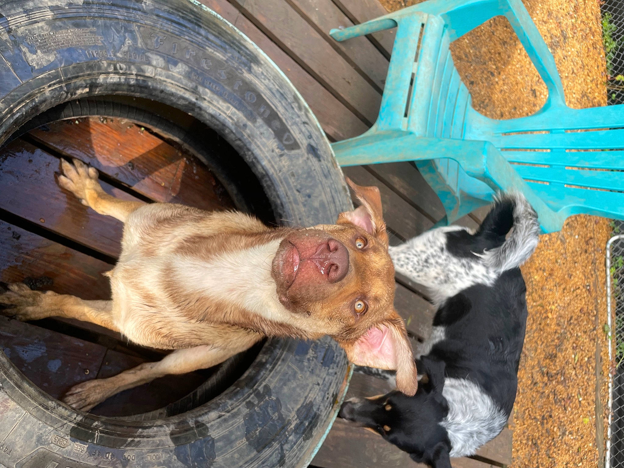 Mars joined the competition — help win amazing prizes! auto_part, automotive_tire, automotive_wheel_system, bumper, fawn, fender, hubcap, mammal, rim, snout, sporting_group, synthetic_rubber, tire, tire_care, tread, vehicle, vertebrate, wheel, wood, working_animal