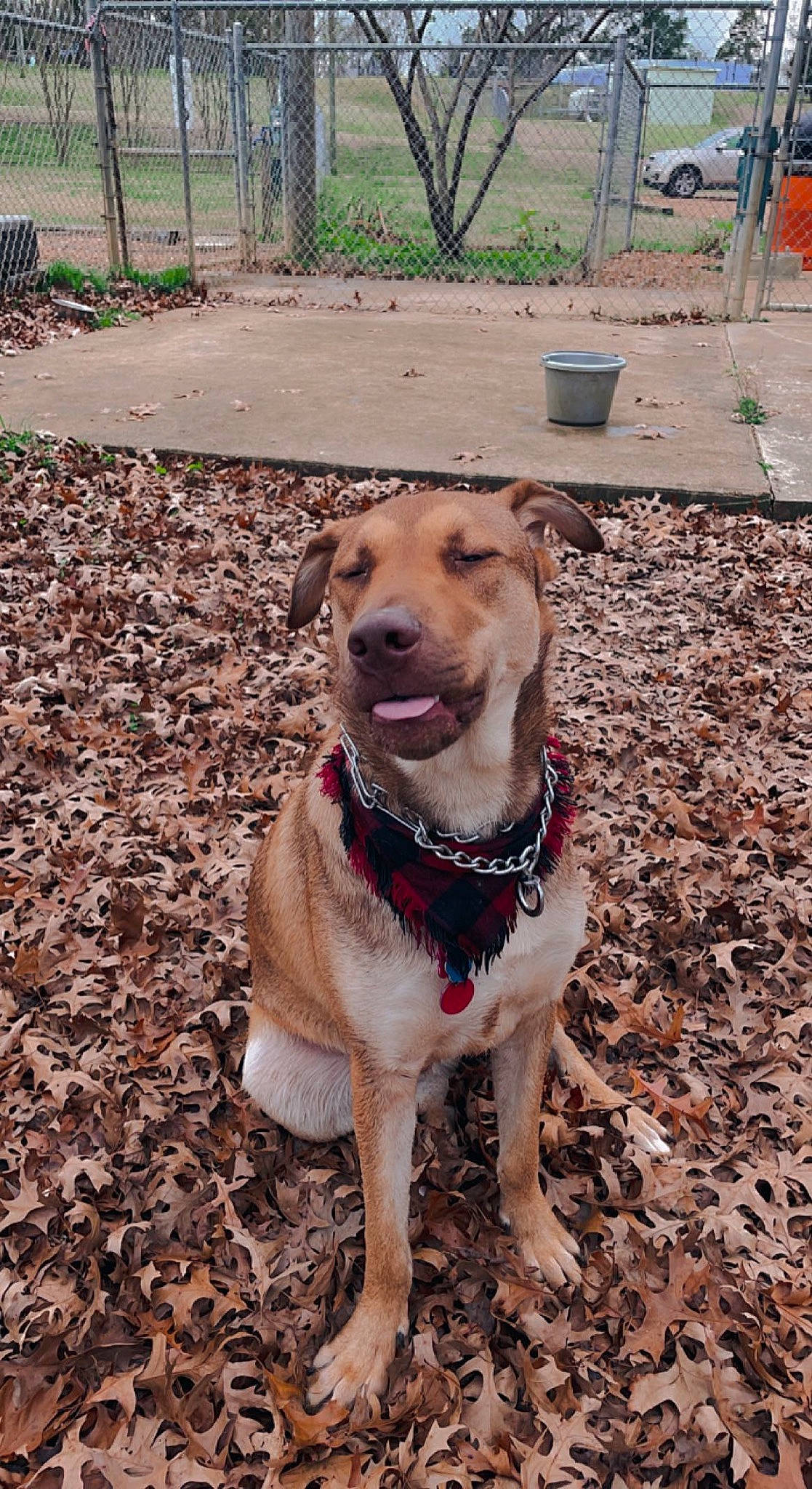 Mars joined the competition — help win amazing prizes! canidae, carnivore, collar, companion_dog, dog, dog_breed, dog_clothes, dog_collar, dog_supply, fawn, fence, leash, pet_supply, plant, snout, sporting_group, street_dog, wheel, whiskers, working_animal