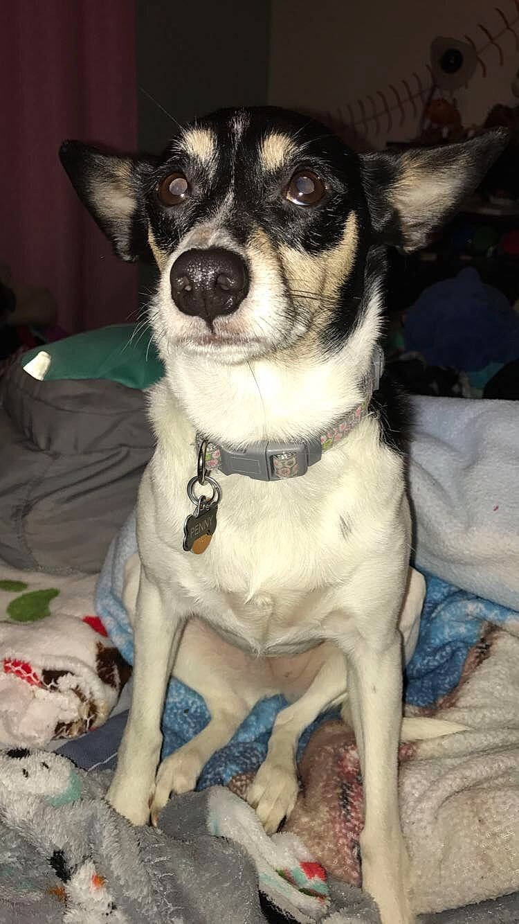 Penny joined the competition — help win amazing prizes! canidae, carnivore, dog, dog_breed, feist, mammal, miniature_fox_terrier, puppy, rare_breed_dog, rat_terrier, siberian_husky, teddy_roosevelt_terrier, tenterfield_terrier, toy_fox_terrier, vertebrate