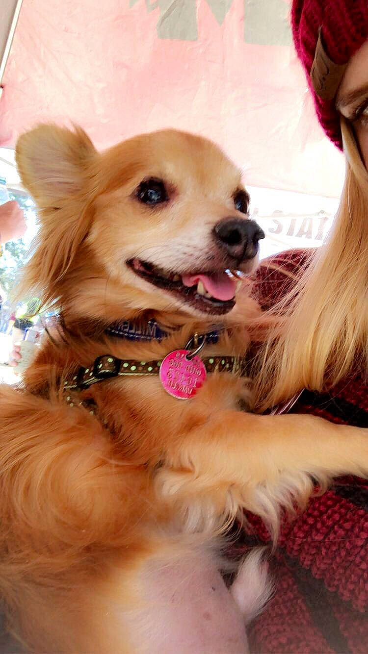 Miller is registered to the contest to win money with this photo: canidae, carnivore, chihuahua, companion_dog, dog, dog_breed, dog_clothes, dog_collar, ear, fawn, fur, golden_retriever, mammal, pomeranian, puppy, puppy_love, rare_breed_dog, snout, sporting_group