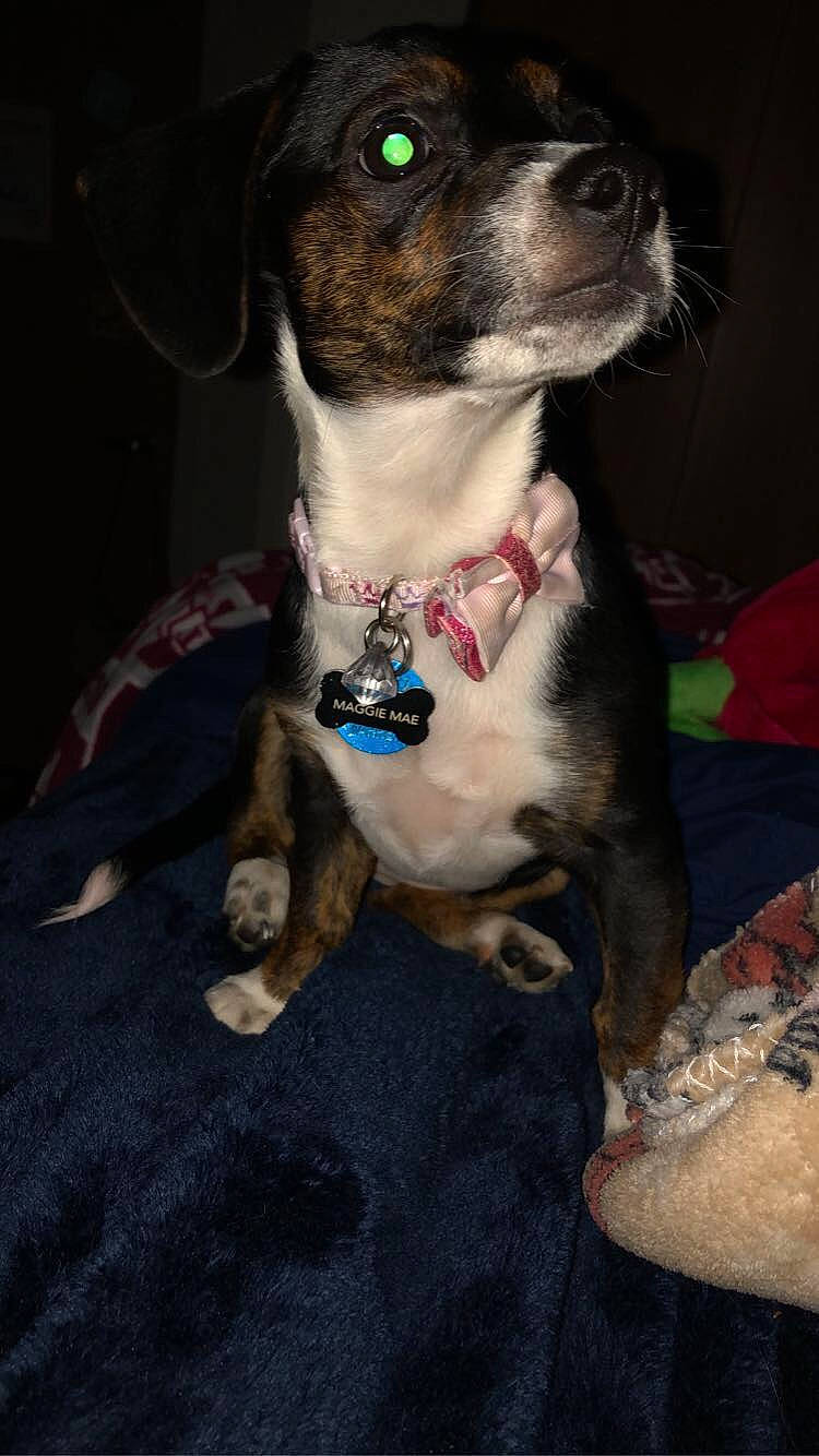 Maggie Mae joined the competition — help win amazing prizes! canidae, carnivore, companion_dog, dog, dog_breed, dog_collar, feist, mammal, puppy, rat_terrier, sporting_group, whiskers