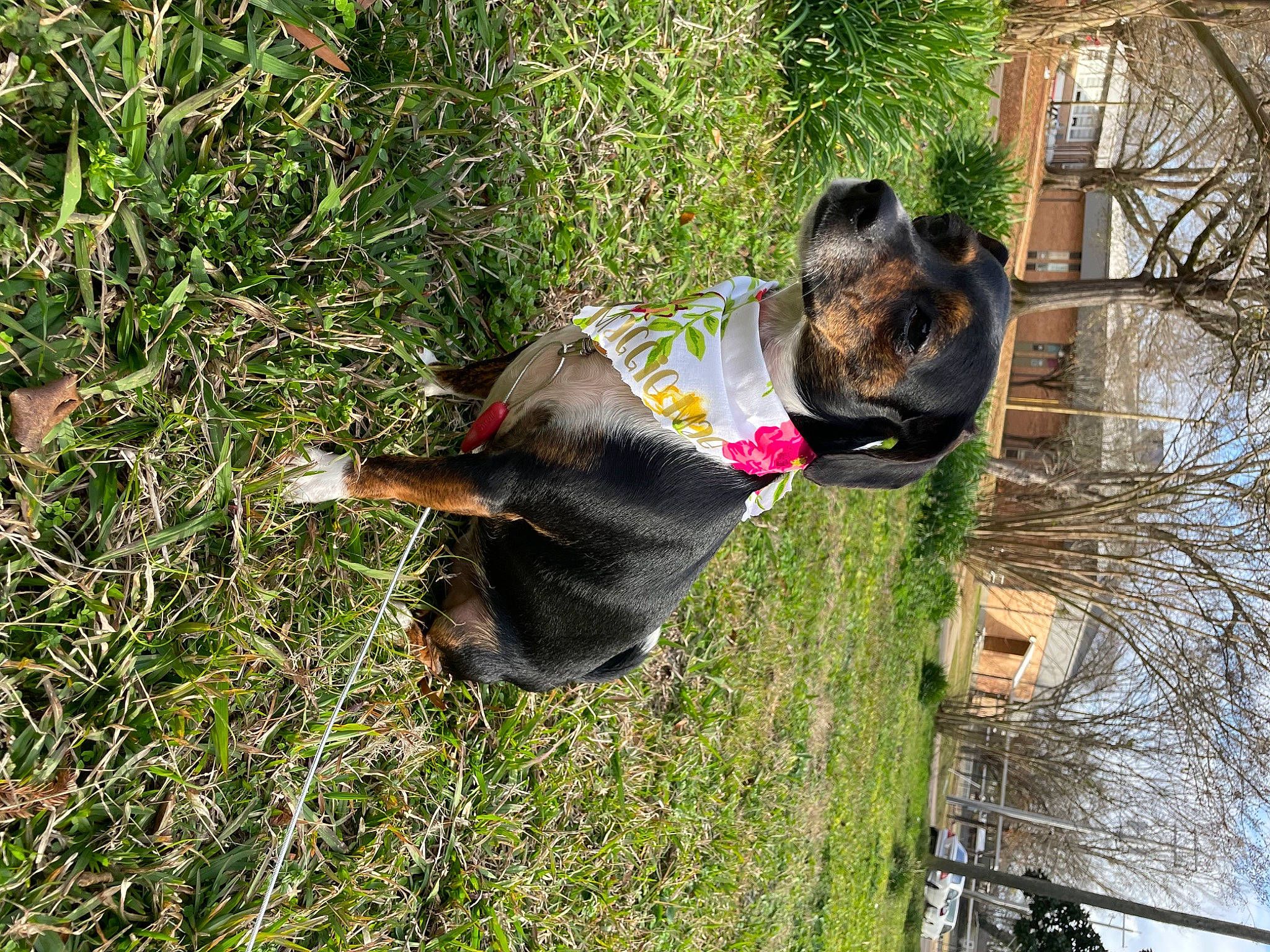 Maggie Mae is registered to the contest to win money with this photo: carnivore, collar, companion_dog, dog, dog_breed, dog_collar, dog_supply, fawn, grass, groundcover, leash, mammal, pet_supply, plant, snout, sporting_group, tail, tree, trunk, working_animal