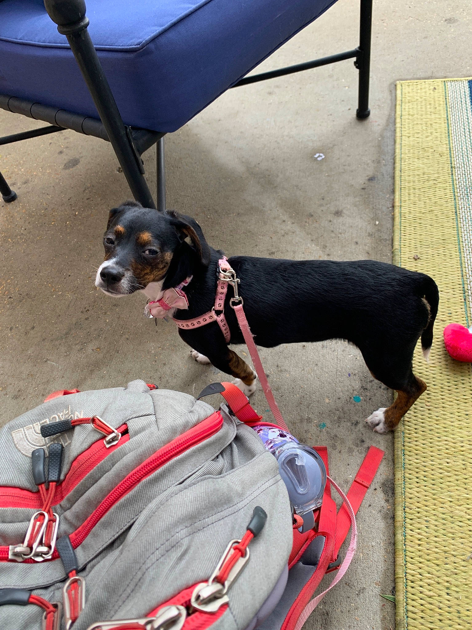 Maggie Mae joined the competition — help win amazing prizes! canidae, carnivore, companion_dog, dog, dog_breed, german_pinscher, guard_dog, leash, manchester_terrier, miniature_pinscher, sporting_group