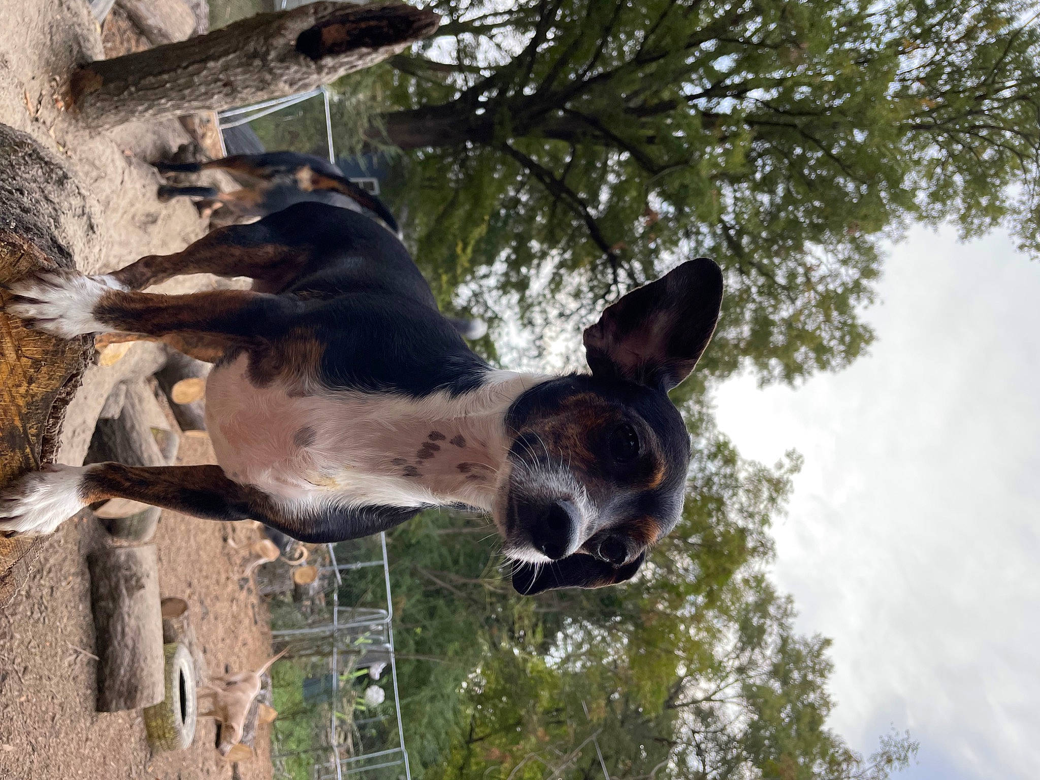 Maggie Mae joined the competition — help win amazing prizes! adventure, bovine, canidae, carnivore, dog, dog_breed, fawn, guard_dog, plant, sky, snout, sporting_group, tail, terrestrial_animal, tree, trunk, twig, window, wood, working_animal