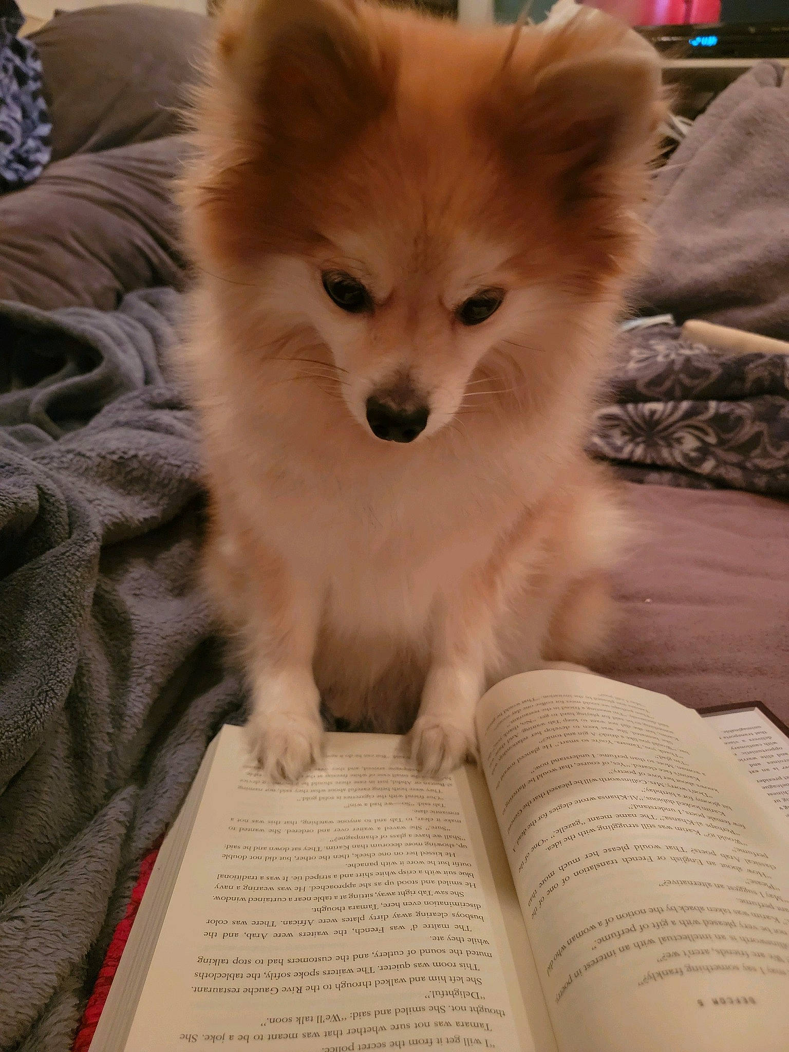 Kelsey joined the competition — help win amazing prizes! book, canidae, carnivore, companion_dog, dog, dog_breed, fawn, fur, german_spitz, german_spitz_mittel, plant, publication, snout, spitz, sporting_group, terrestrial_animal, toy_dog, volpino_italiano, whiskers, working_animal