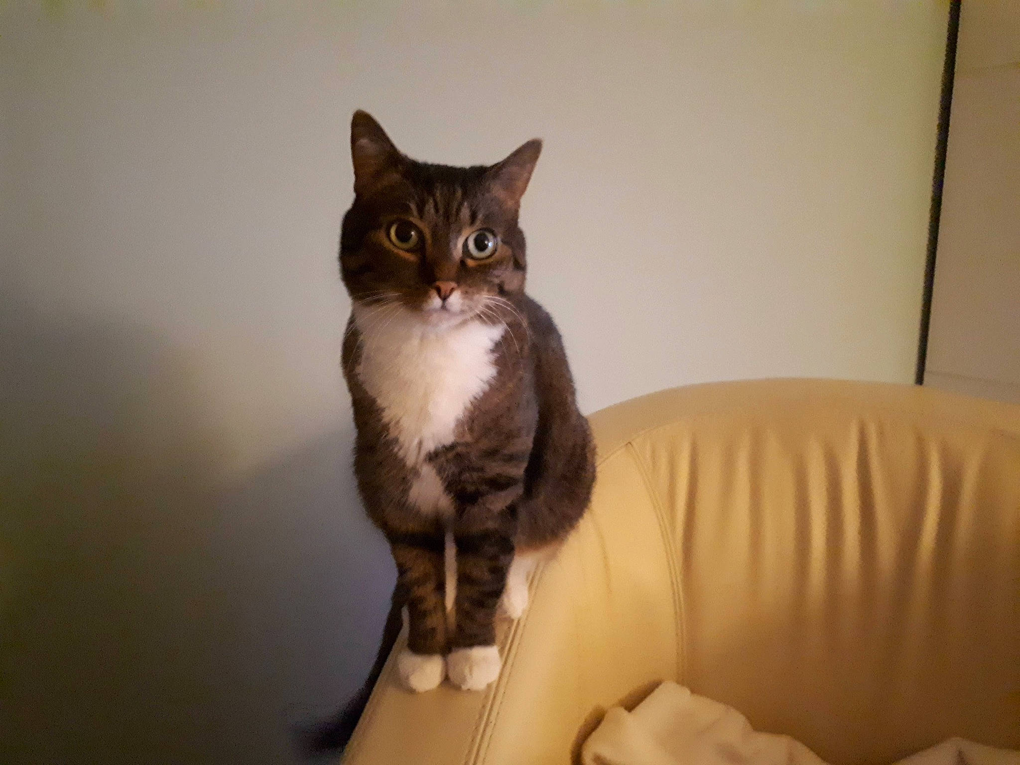 Tancredi a rejoint le concours — aidez-le/la à gagner de superbes lots ! carnivore, cat, comfort, couch, domestic_short_haired_cat, felidae, fur, grey, room, sitting, small_to_medium_sized_cats, snout, stairs, tail, whiskers, window, wood