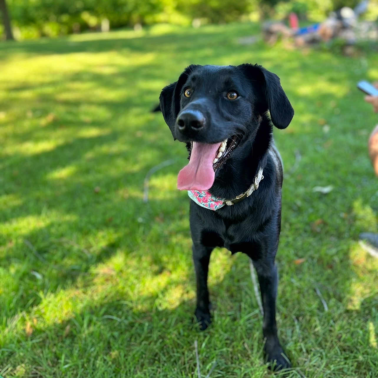 Annie is registered to the contest to win money with this photo: animal, ball, canine, dog, field, grass, grassland, labradorretriever, lawn, nature, outdoors, park, pet, plant, puppy, sport, tennis, tennisball, tree, vegetation