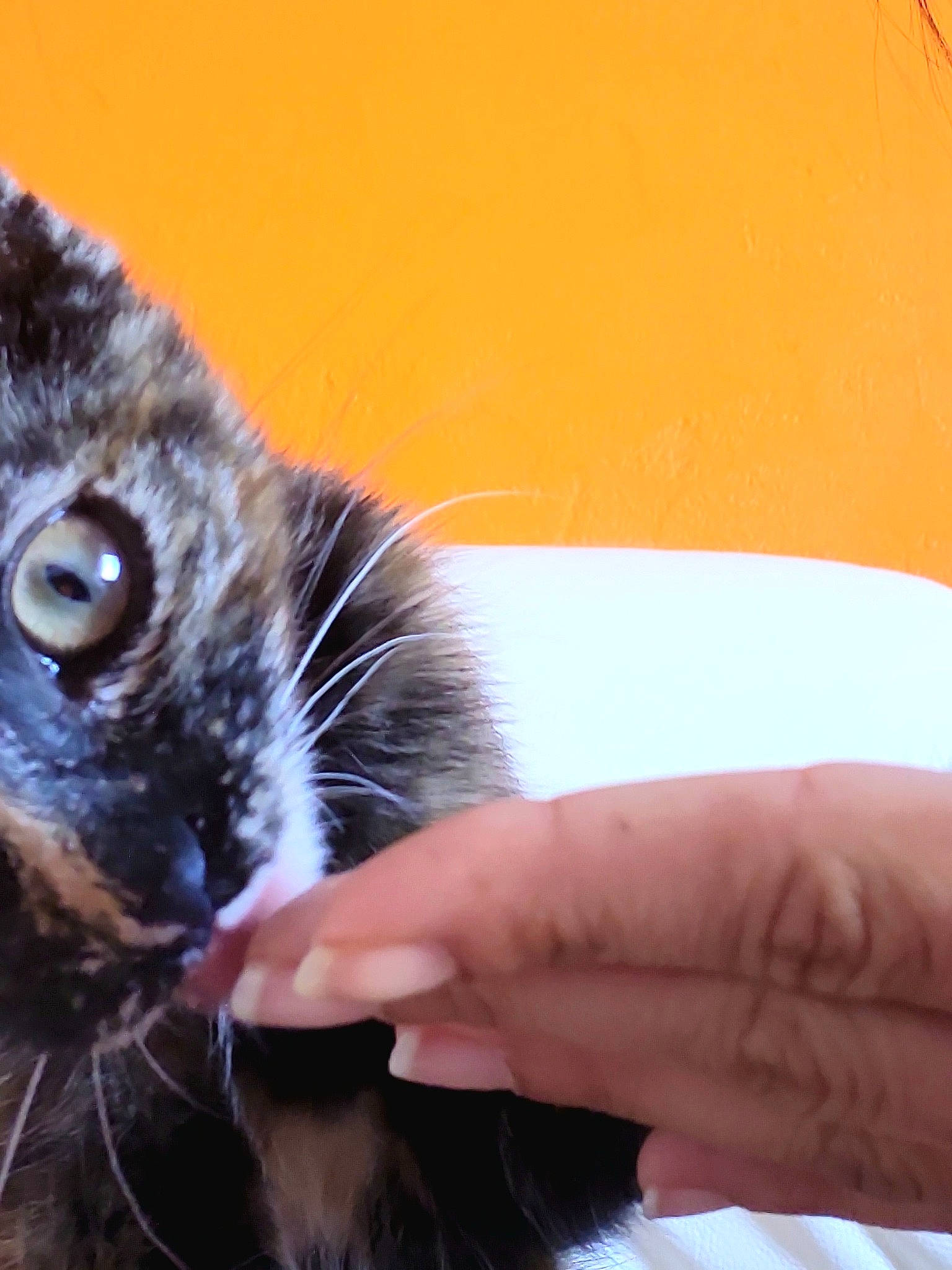 Titania participe au concours pour gagner de l'argent avec cette photo : carnivore, cat, claw, comfort, domestic_short_haired_cat, ear, fawn, felidae, finger, fur, hand, nail, paw, small_to_medium_sized_cats, snout, tail, terrestrial_animal, thumb, whiskers, wildlife