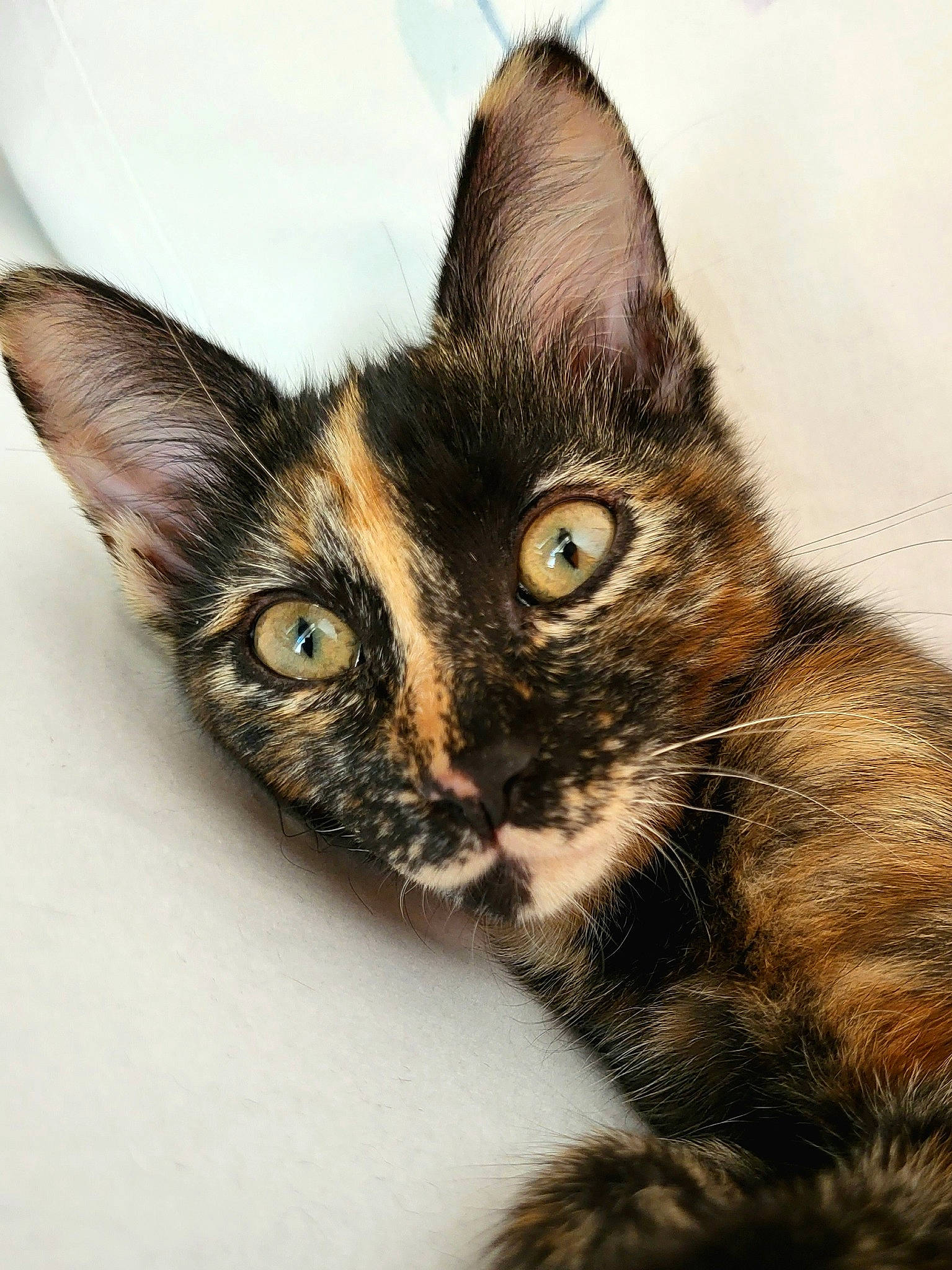 Titania a rejoint le concours — aidez-le/la à gagner de superbes lots ! art, carnivore, cat, claw, close_up, domestic_short_haired_cat, drawing, ear, felidae, fur, illustration, iris, paw, ragdoll, small_to_medium_sized_cats, snout, terrestrial_animal, whiskers, wildlife, window