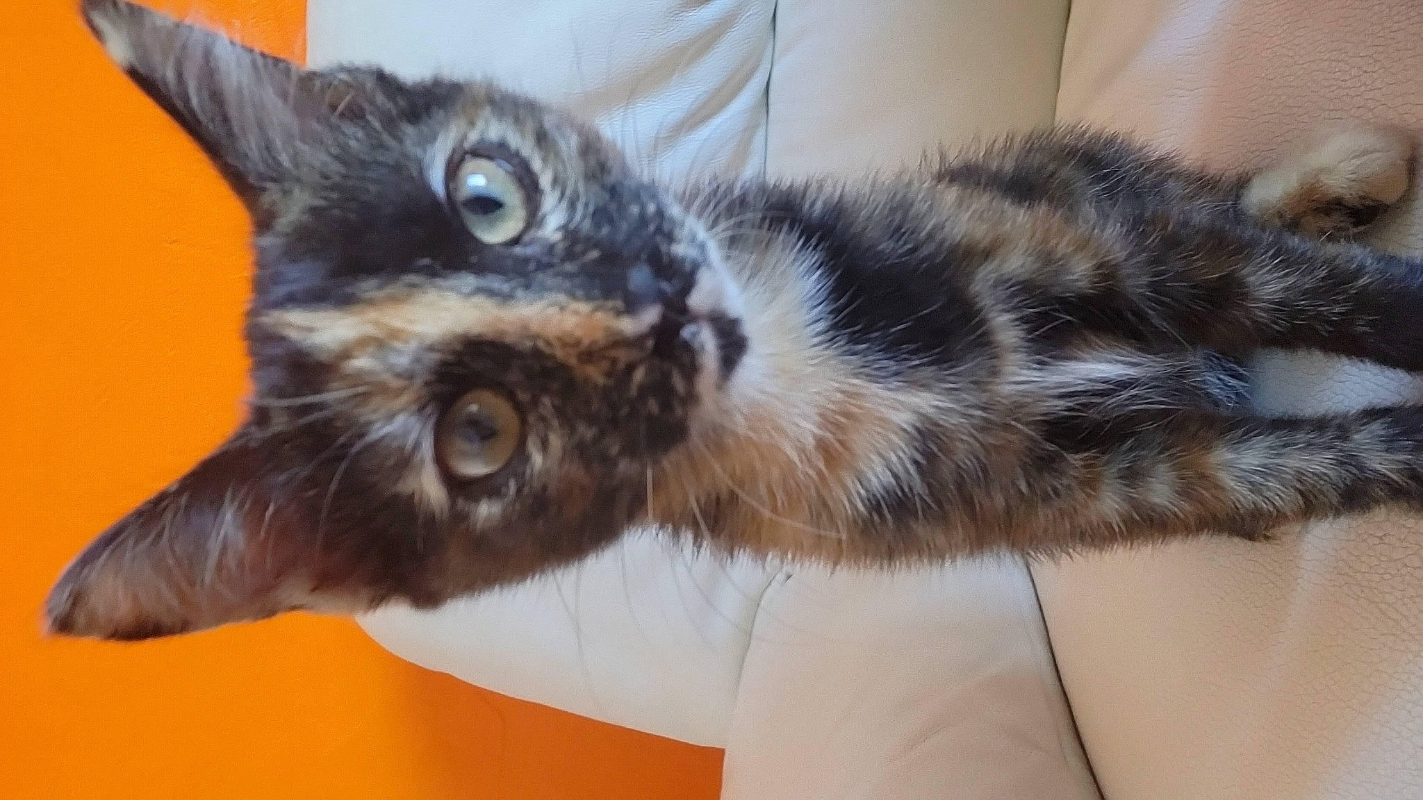 Titania participe au concours pour gagner de l'argent avec cette photo : carnivore, cat, claw, comfort, domestic_short_haired_cat, ear, felidae, fur, mammal, paw, small_to_medium_sized_cats, snout, vertebrate, whiskers