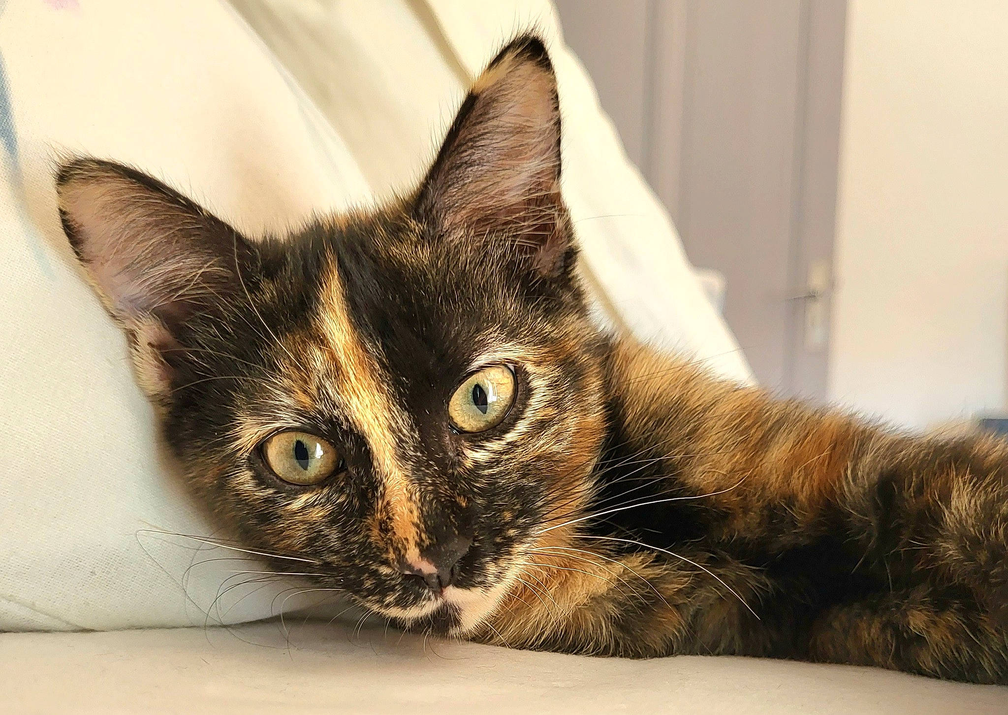 Titania a rejoint le concours — aidez-le/la à gagner de superbes lots ! carnivore, cat, close_up, comfort, domestic_short_haired_cat, felidae, fur, head, small_to_medium_sized_cats, snout, terrestrial_animal, whiskers, wildlife, window