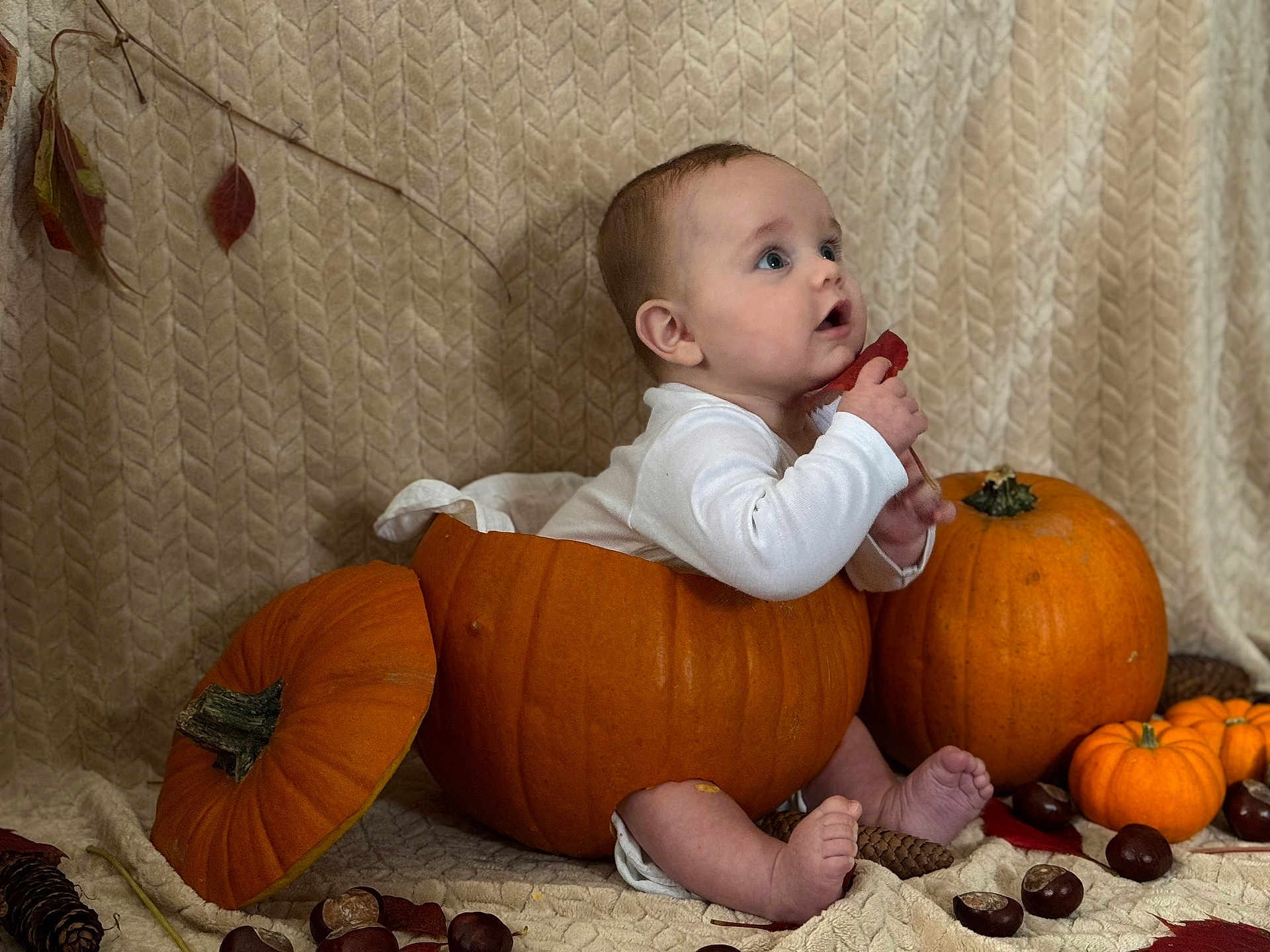 Mylann a rejoint le concours — aidez-le/la à gagner de superbes lots ! baby, pumpkin, autumn, fall, leaf, pine_cone, chestnut, blanket, orange, cute, child, seasonal, harvest, decor, sitting, indoors, portrait, holiday, cozy, nature
