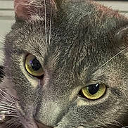 Fred joined the competition — help win amazing prizes! cat, close_up, gray_tabby, yellow_eyes, whiskers, fur, pet, animal, face, portrait, indoor, domestic_cat, feline, cute, eyes, muzzle, nose, ears, focus, detail