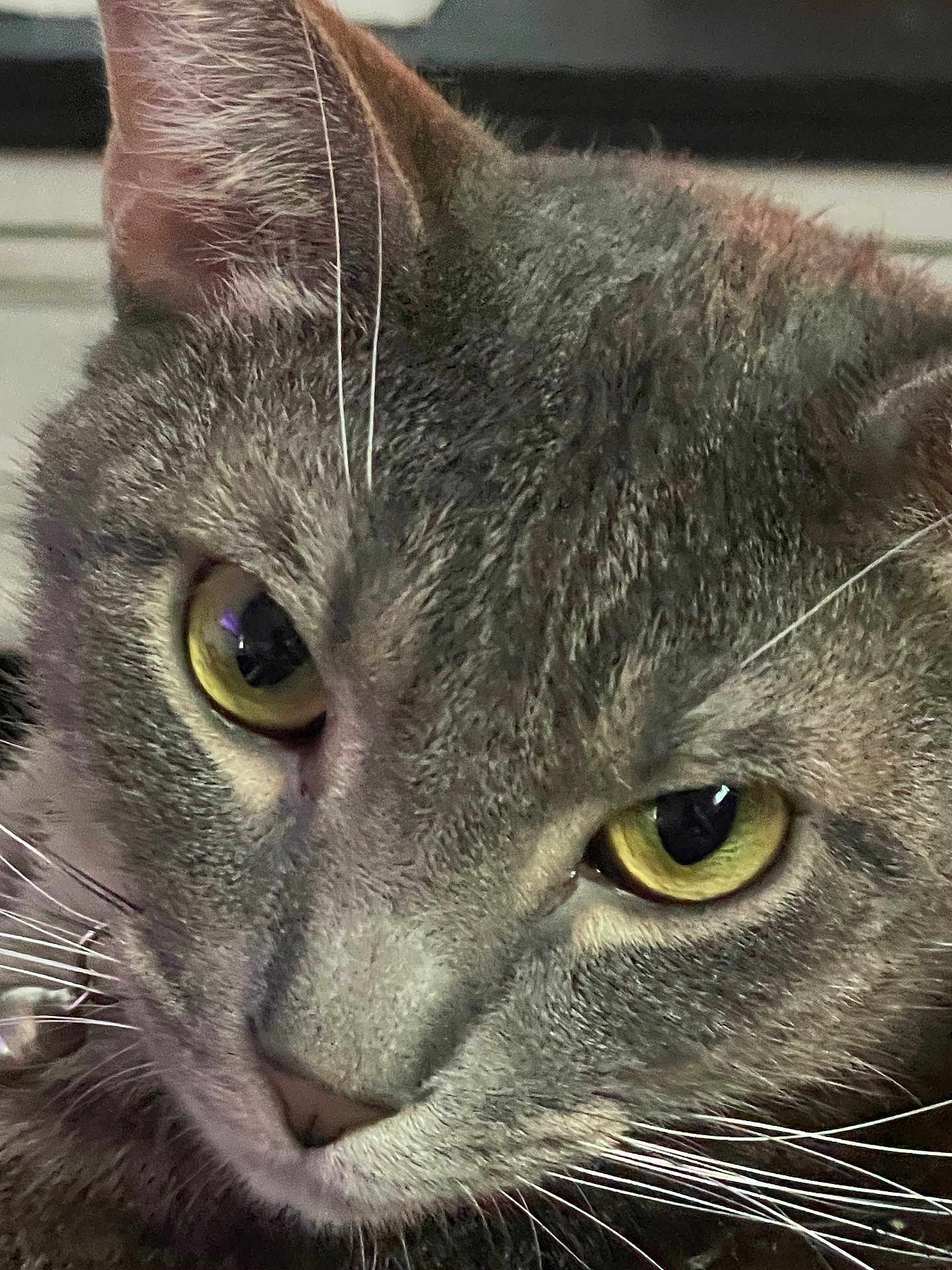 Fred joined the competition — help win amazing prizes! cat, close_up, gray_tabby, yellow_eyes, whiskers, fur, pet, animal, face, portrait, indoor, domestic_cat, feline, cute, eyes, muzzle, nose, ears, focus, detail