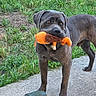 Asko participe au concours pour gagner de l'argent avec cette photo : dog, toy, orange, grass, concrete, outdoor, pet, animal, playful, standing, brown, fur, ears, mouth, nature, daylight, grass_patch, rock, alert, cute