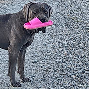 Asko participe au concours pour gagner de l'argent avec cette photo : dog, black_dog, slipper, pink_slipper, gravel, path, pet, animal, outdoor, footwear, walking, person, legs, playful, mischievous, companion, standing, canine, nature, theft