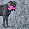 dog, black_dog, slipper, pink_slipper, gravel, path, pet, animal, outdoor, footwear, walking, person, legs, playful, mischievous, companion, standing, canine, nature, theft