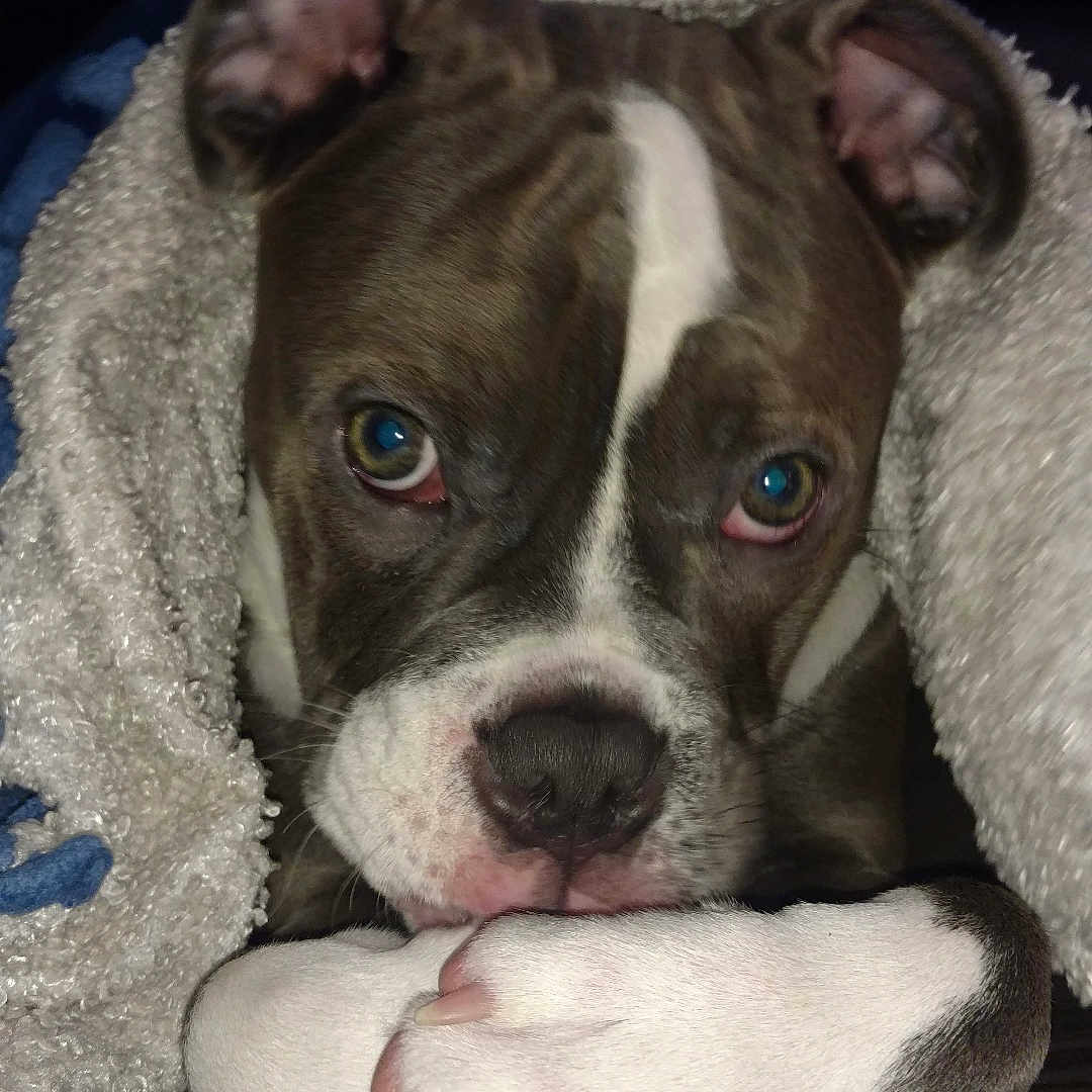 Gus joined the competition — help win amazing prizes! animal, blanket, bostonbull, boxer, bulldog, canine, cat, dog, face, frenchbulldog, head, hound, person, pet, photography, pitbull, portrait, puppy, quilt, sleeping