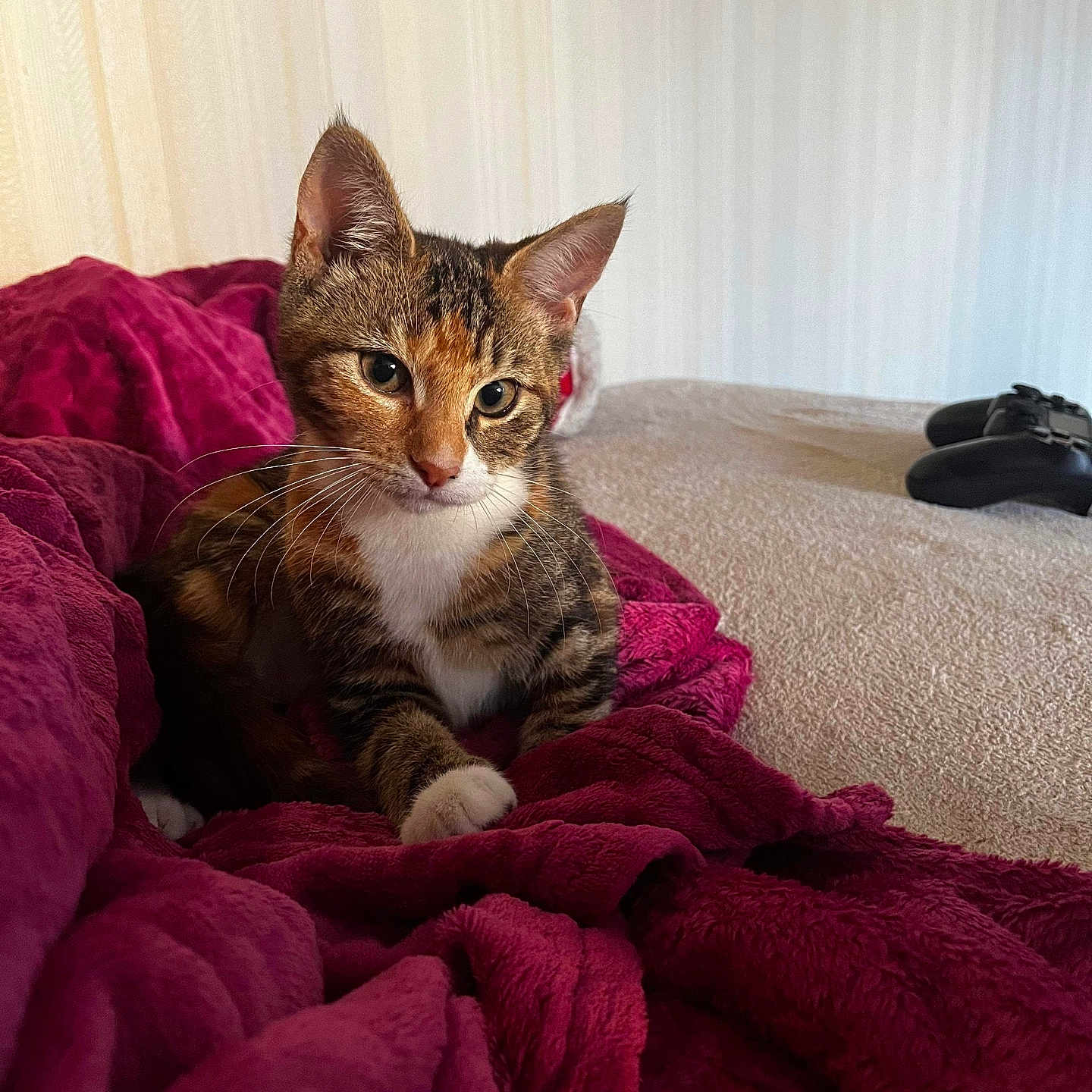 Maya a rejoint le concours — aidez-le/la à gagner de superbes lots ! animal, bed, blanket, cat, cozy, curious, cute, ears, fur, gaming_controller, home, indoor, kitten, paws, pet, resting, soft_texture, tabby, whiskers, young